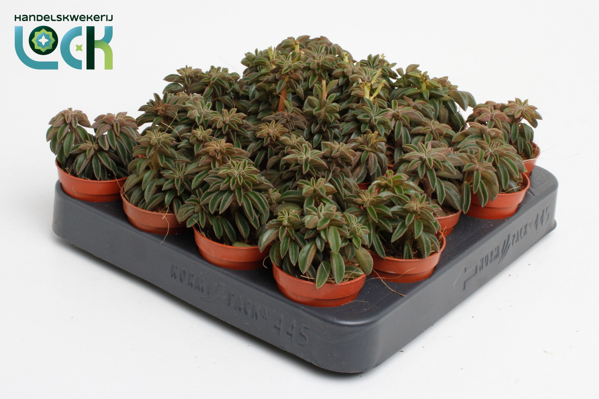 Peperomia Silver Spark tanz, D 5,5