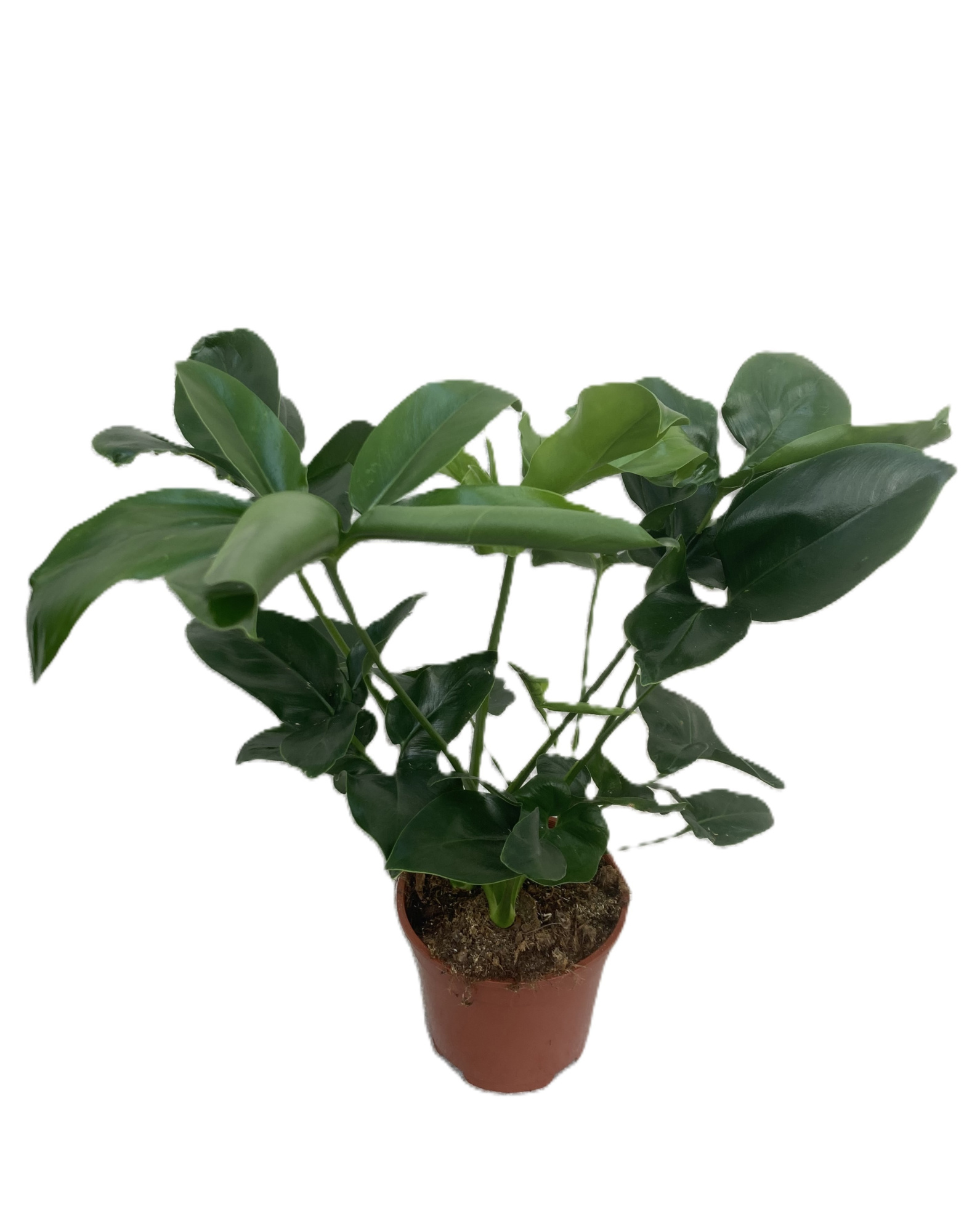 PHILODENDRON-HYBRID Philodendron 'Fun Bun' 17 cm, D 17 cm