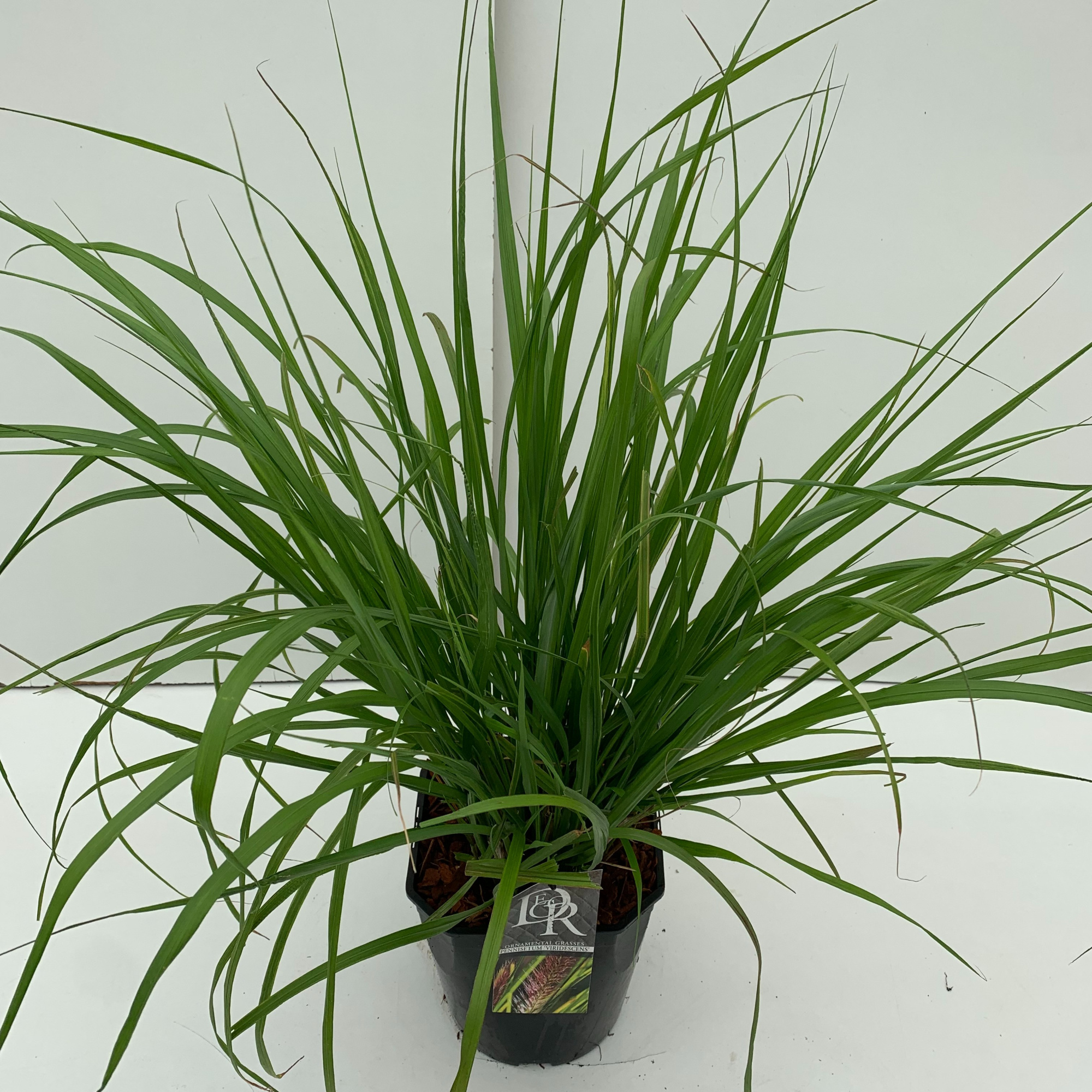 Pennisetum 'Viridescens', D 23 cm