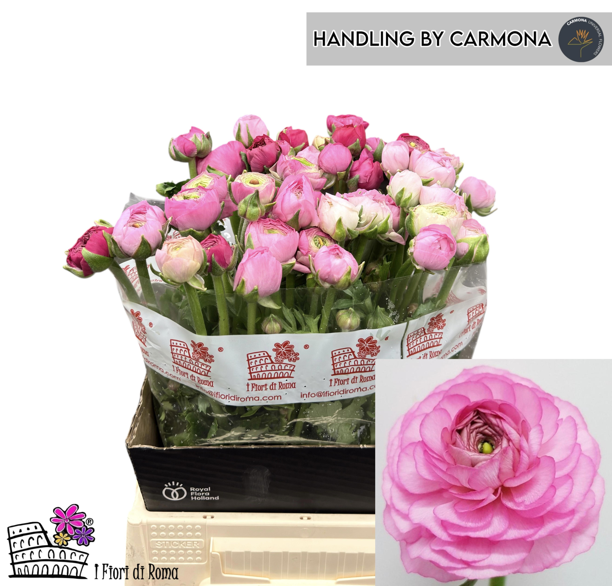 Ранункулус Элеганс Пинк 45, шт.