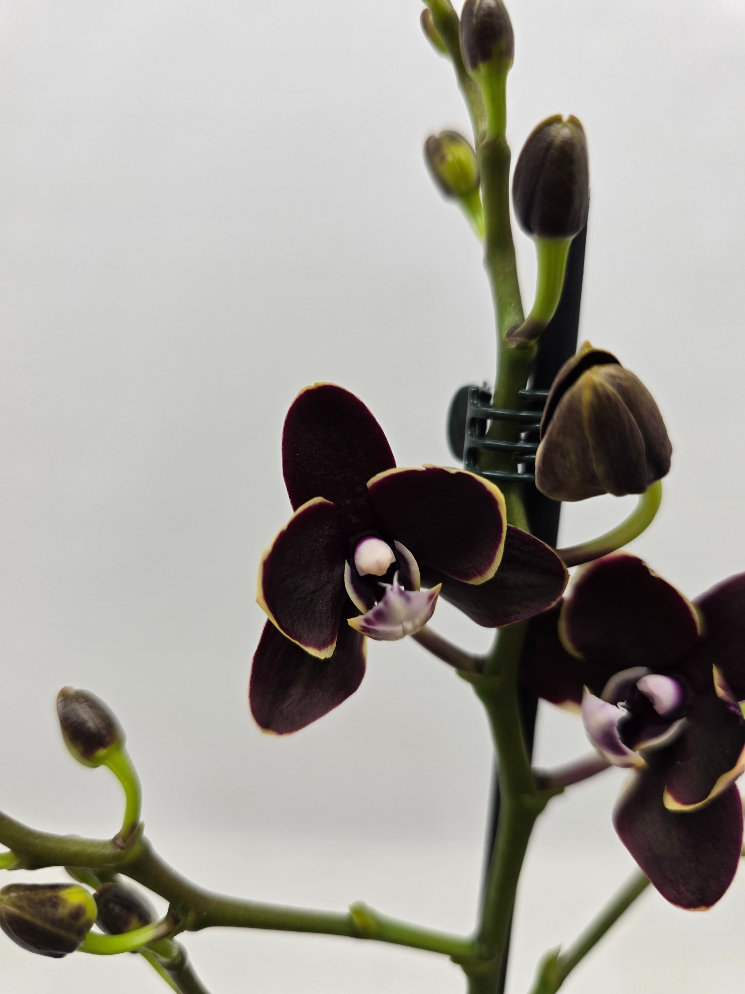 Limited 09 week 5, D 12