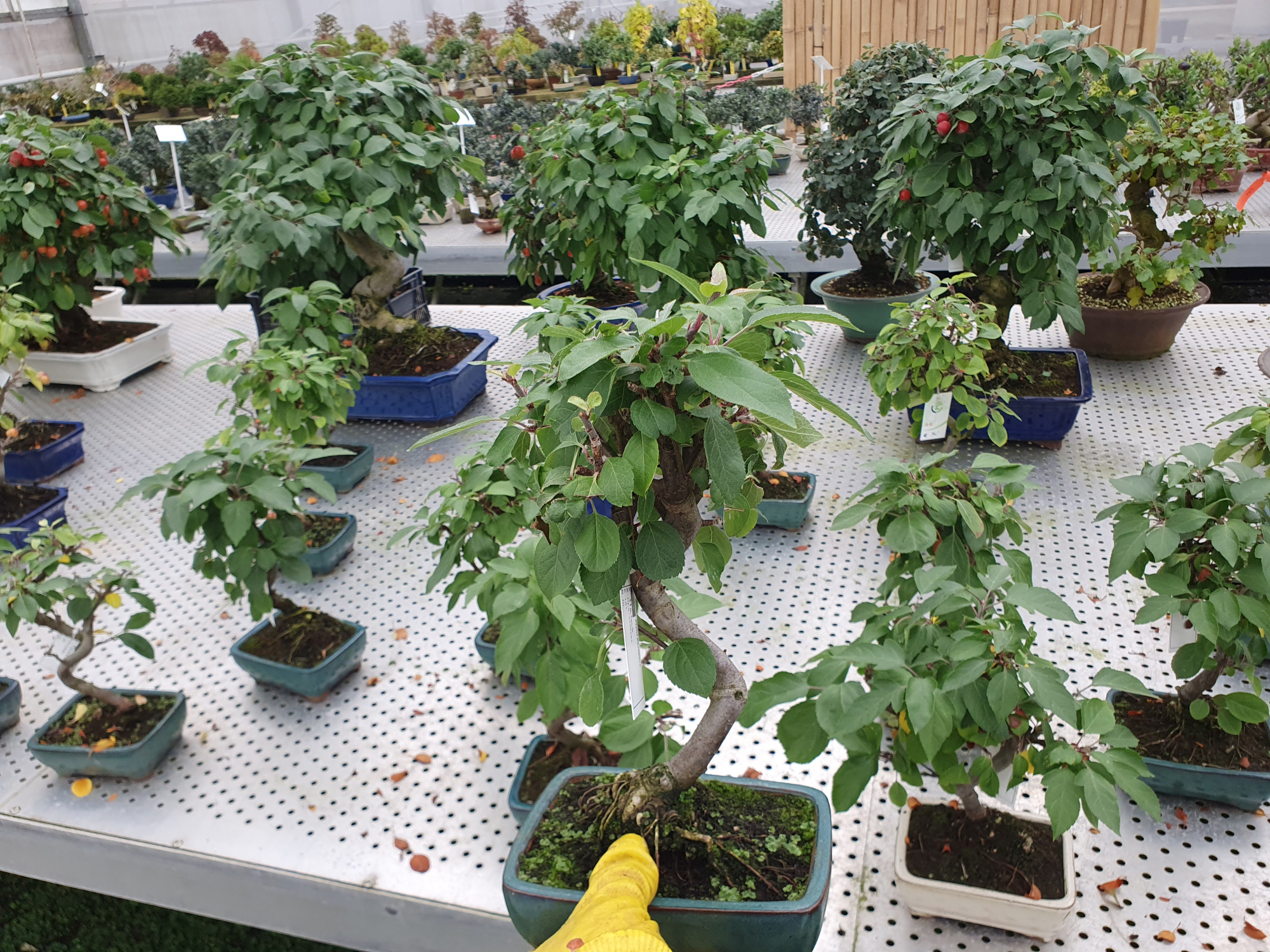 Malus domestica, D 16 cm