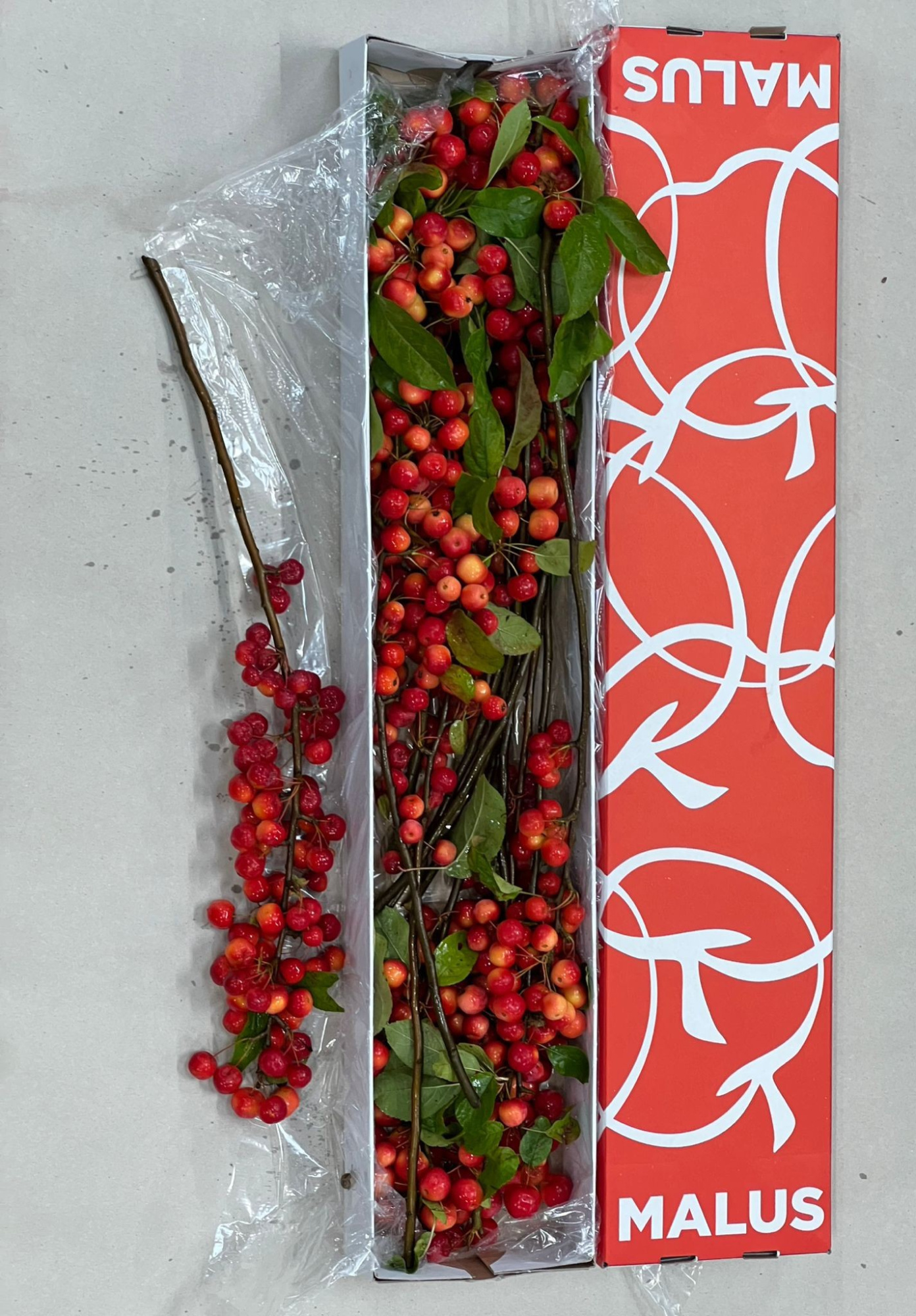 Малюс Рэд Сентинел x12 60, шт.