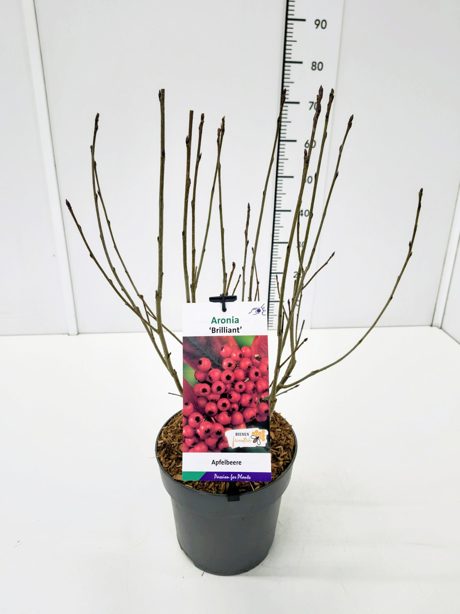 Aronia arb. 'Brilliant' 50-60C5, D 23