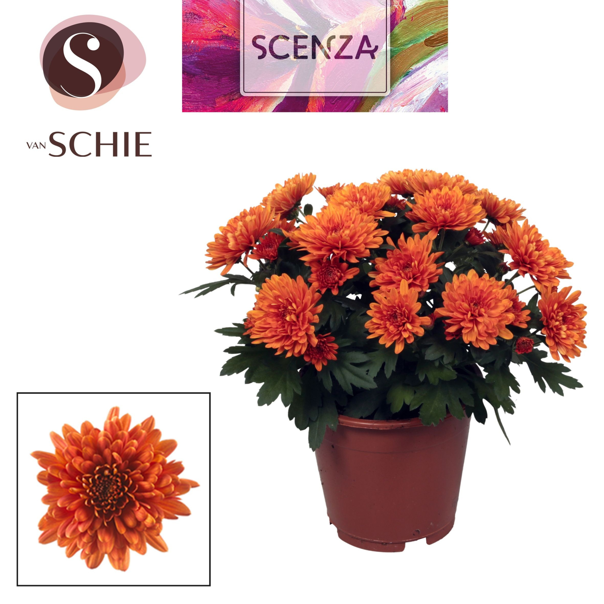 Chrysant Chrystal Orange, D 13 cm