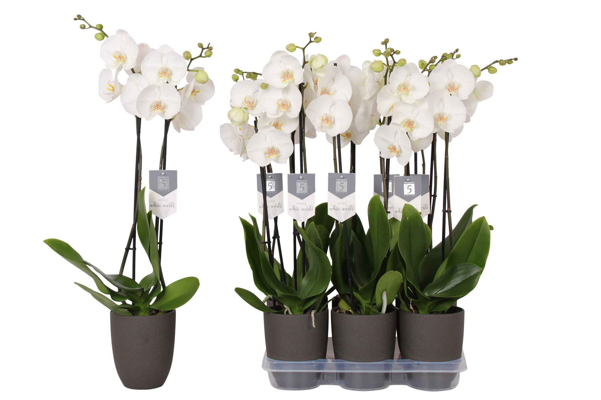 Phalaenopsis White World, 2-spike Anthracite Ceramics, D 12 cm