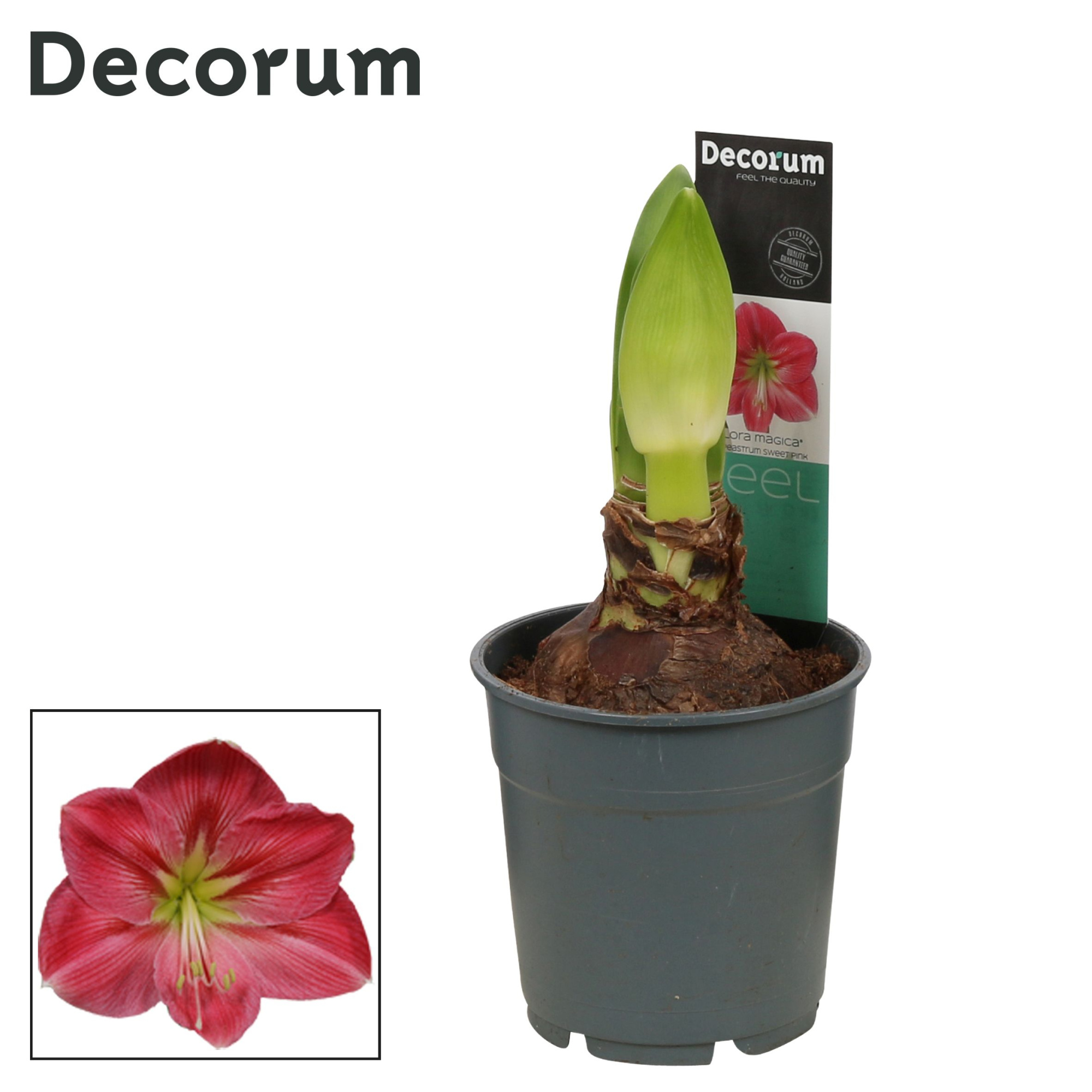 Amaryllis Sweet Pink 2 knop Extra OP (Decorum), D 12 cm