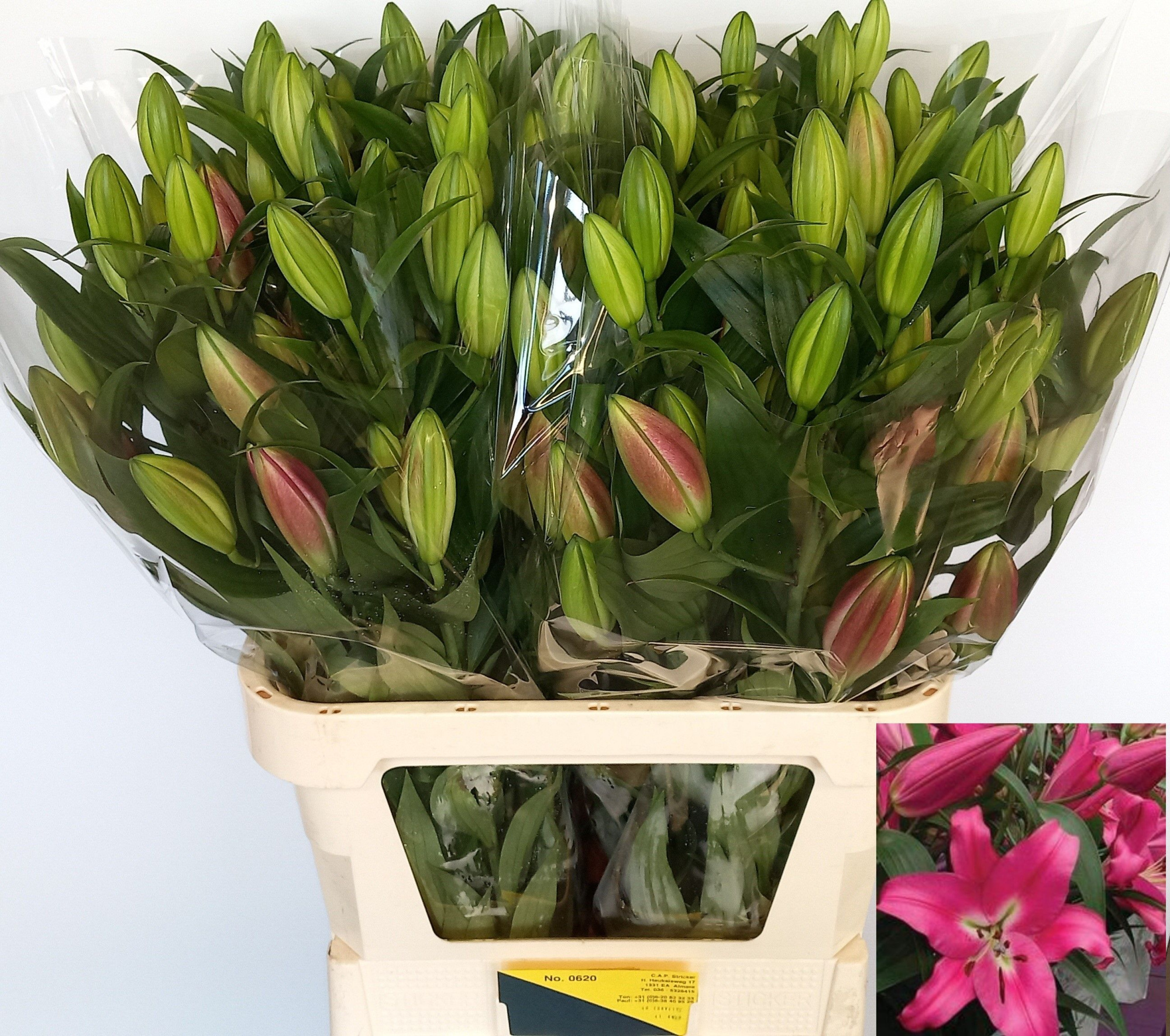 Лилия Корвет 85, шт.