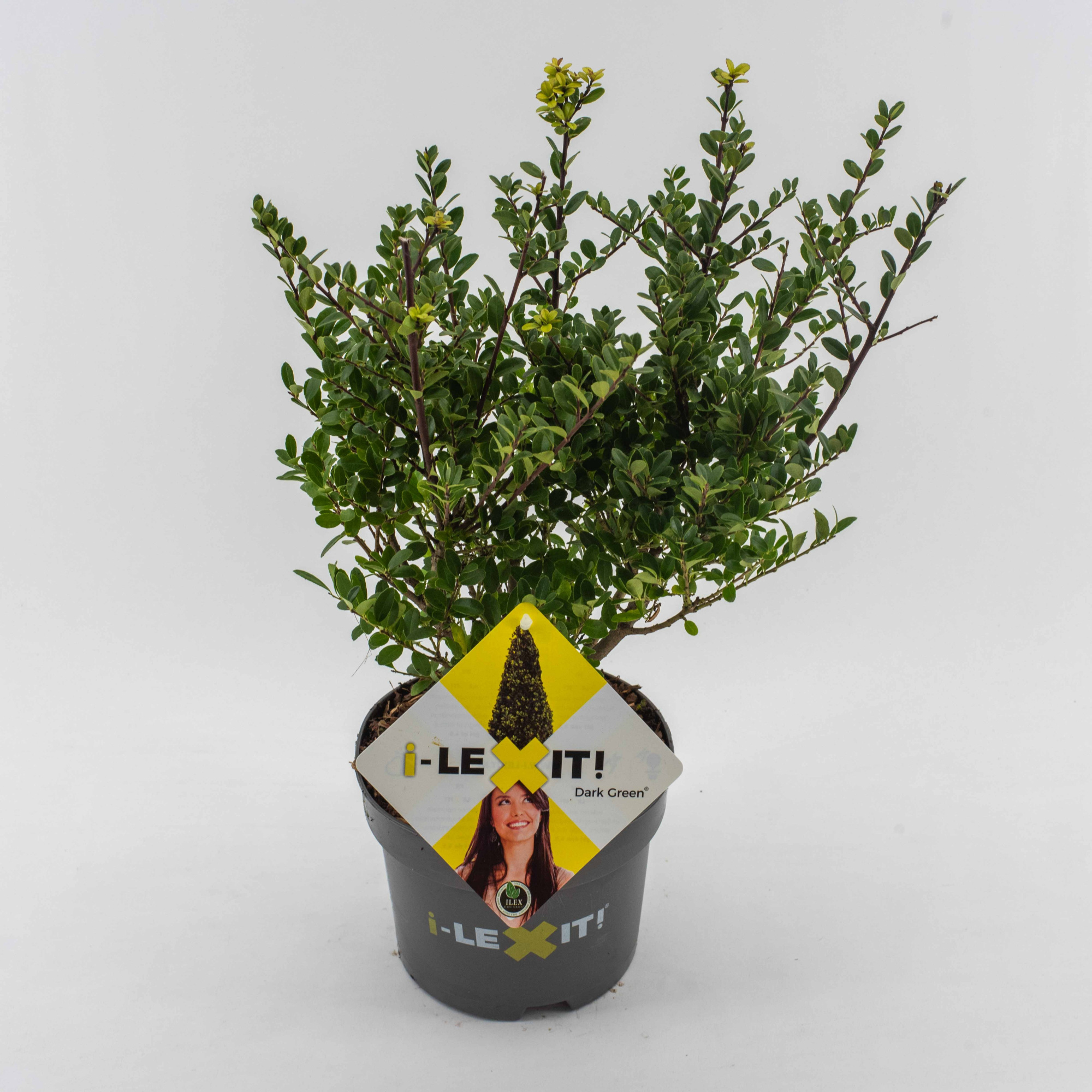 Ilex crenata Dark Green, P17, Struik 20-30cm, D 17 cm