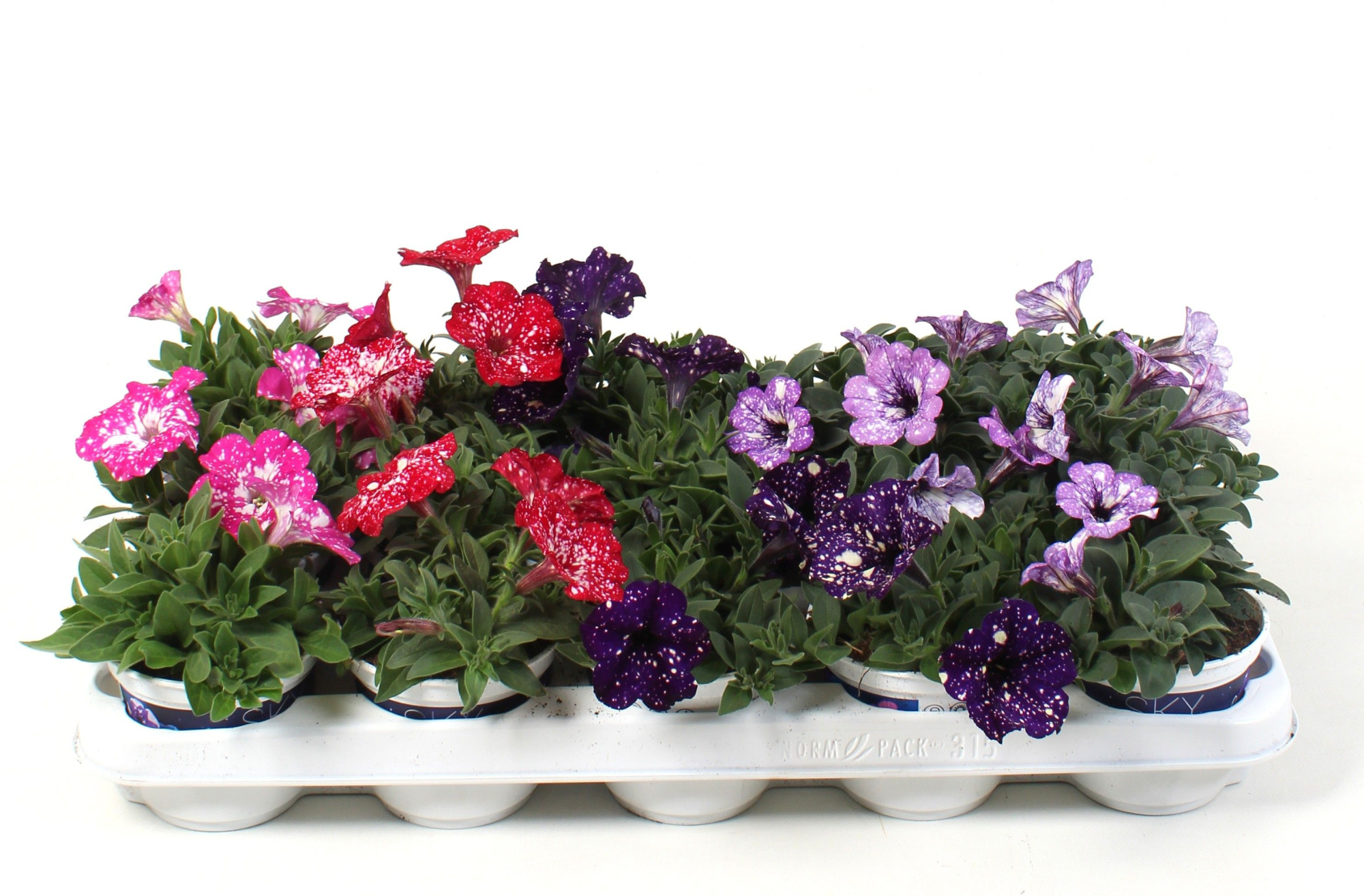 Petunia Sky Familie MIXTRAY, D 10,5