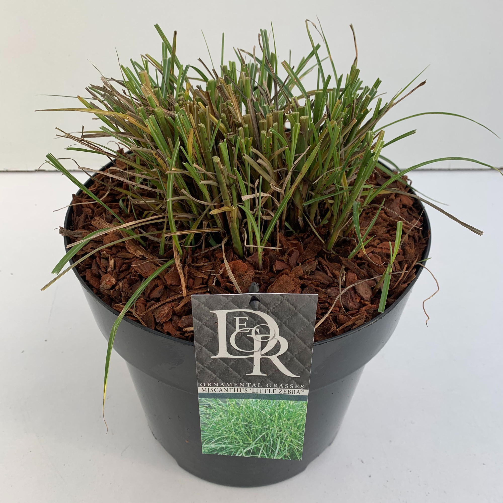 Miscanthus 'Little Zebra', D 29