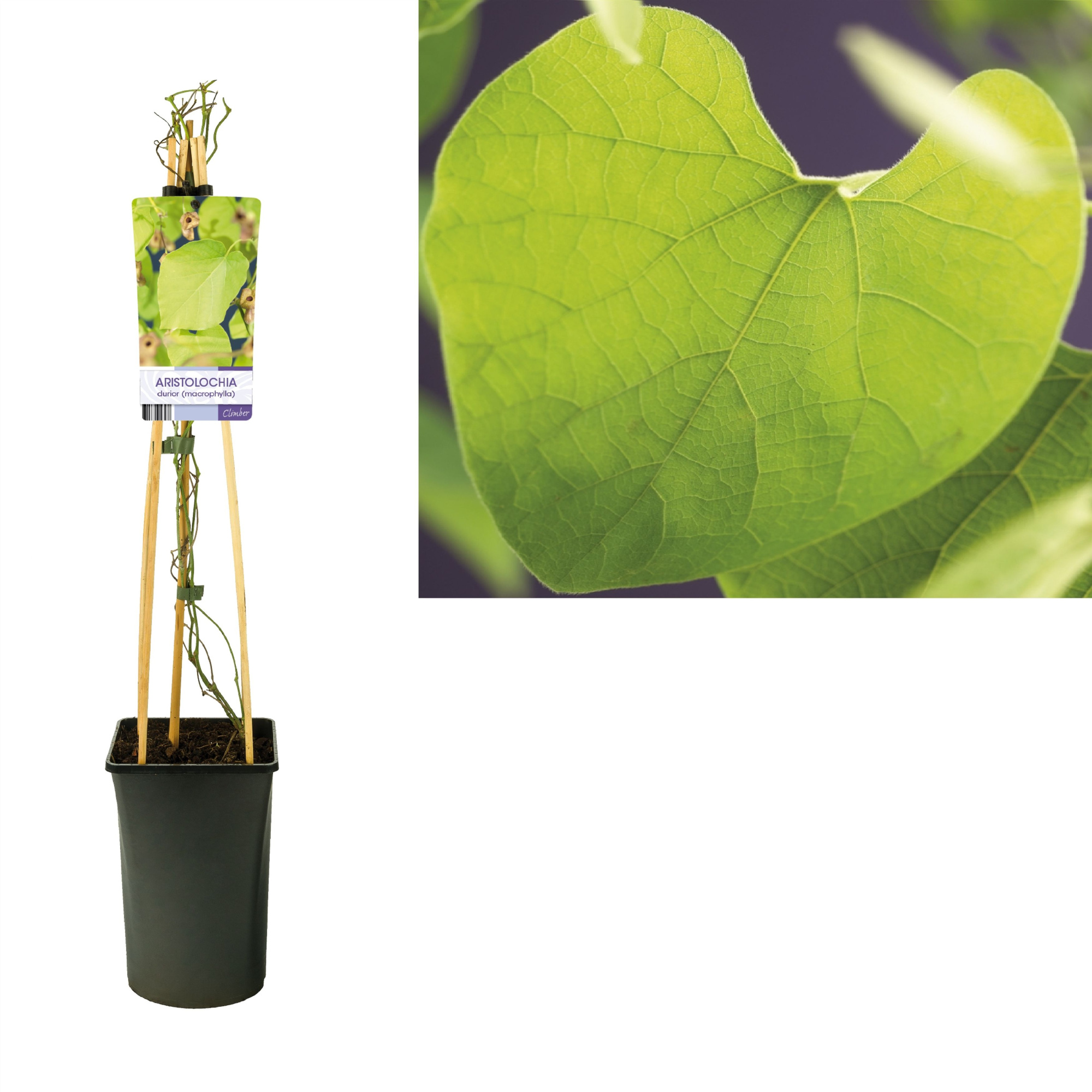 Aristolochia durior (macrophylla) +light label, D 17 cm