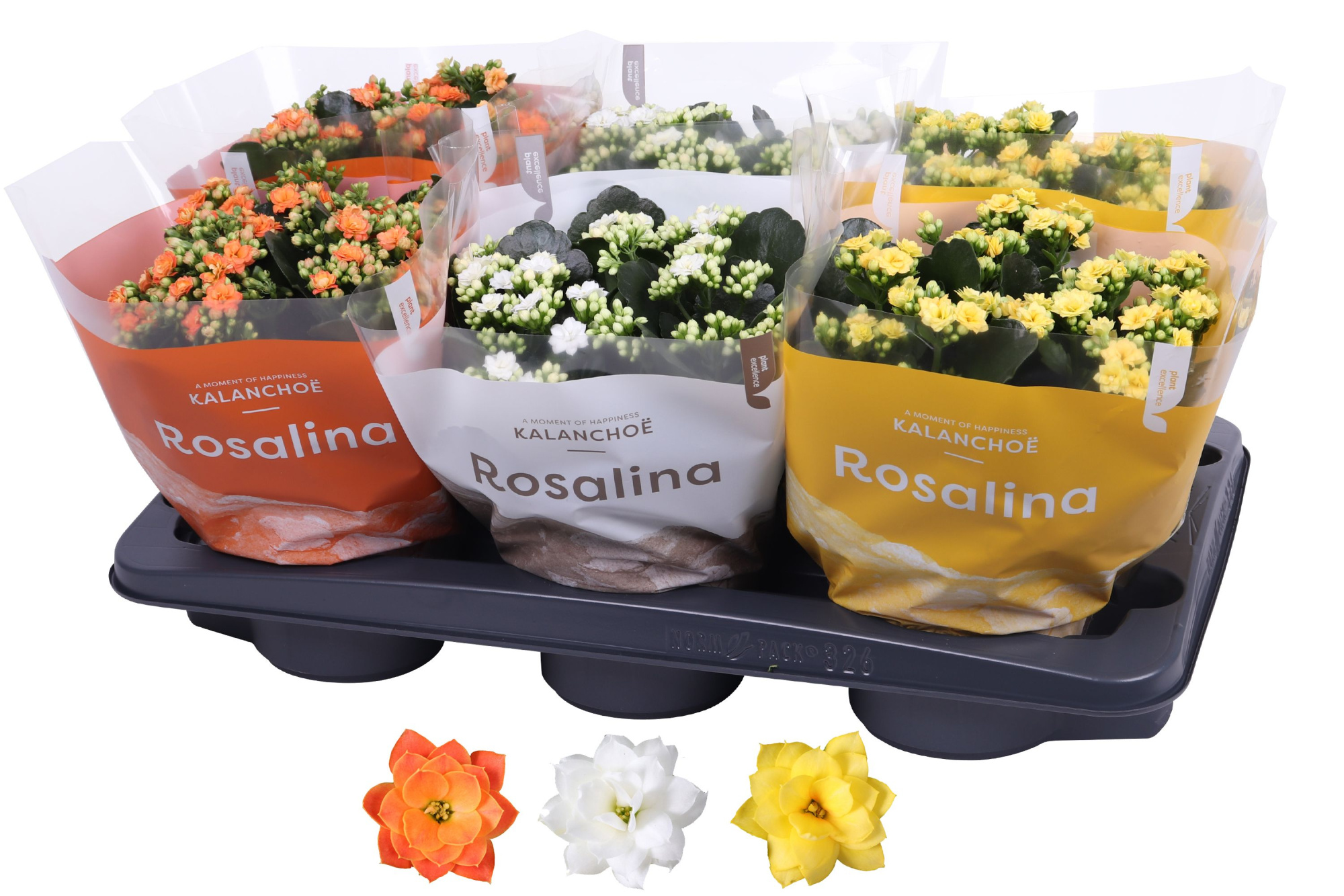 Kalanchoe Rosalina 15cm mix, TST Pasen, D 15