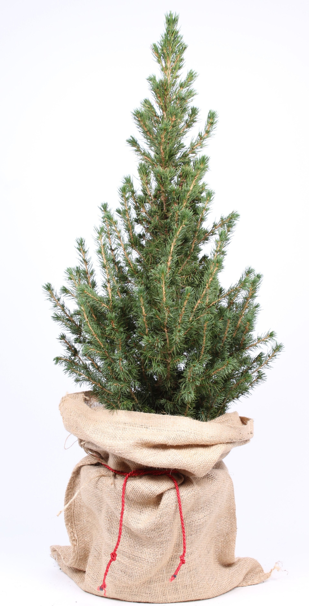 Picea glauca 'Conica' jute met striklint, D 23 cm