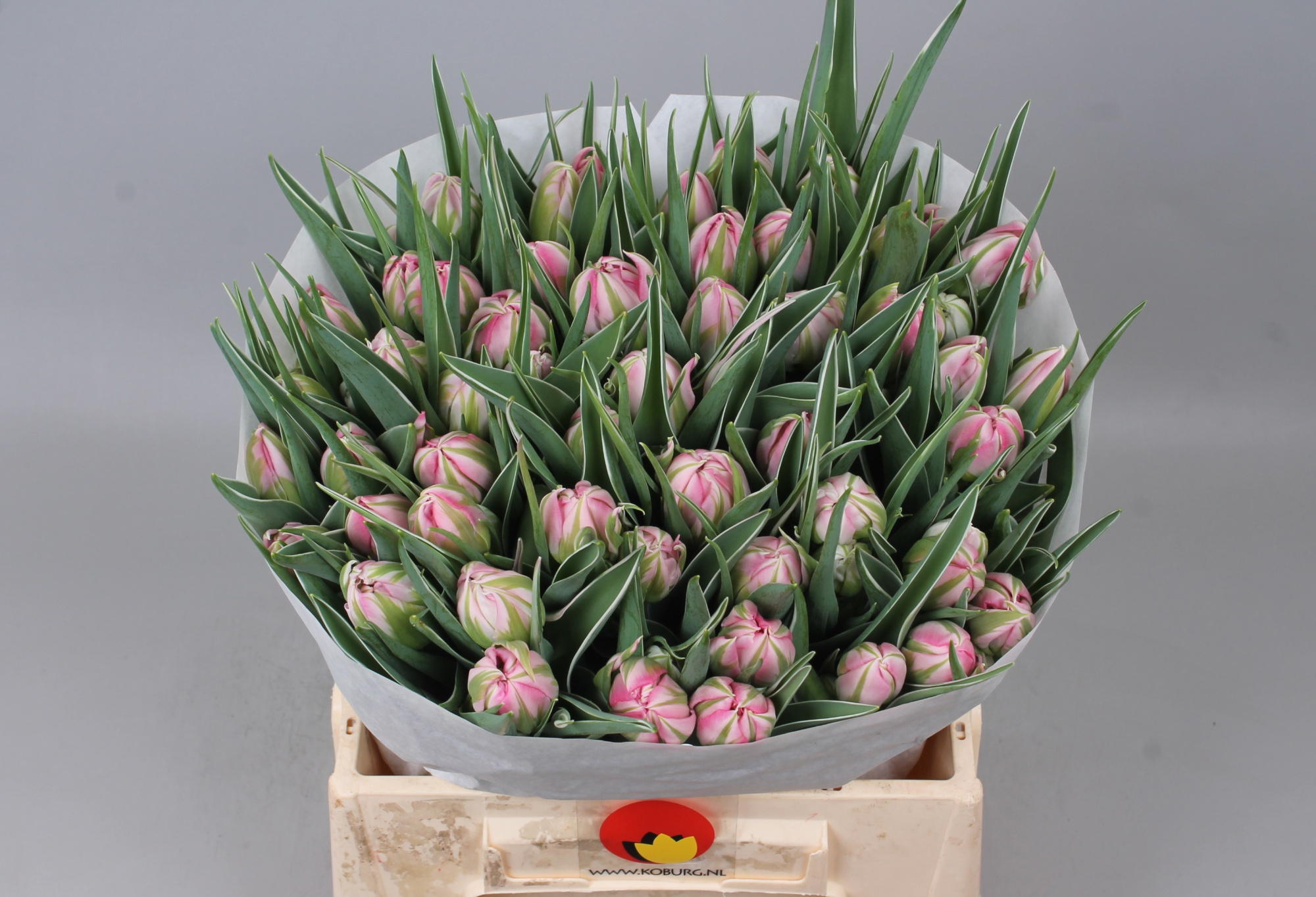 Тюльпан дв. Флэш Поинт (ярко-роз.), шт.