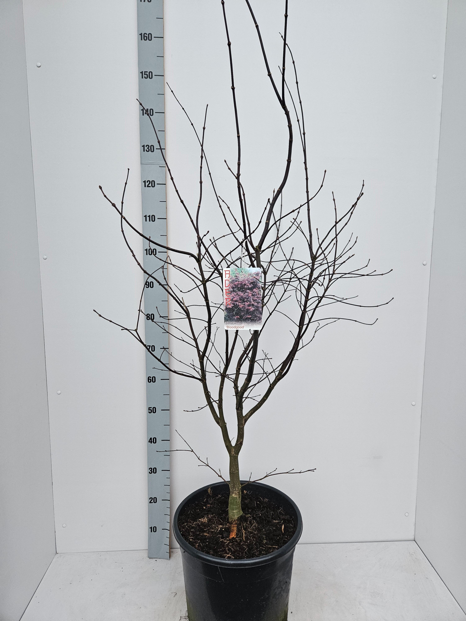 Acer palmatum 'Bloodgood', D 36