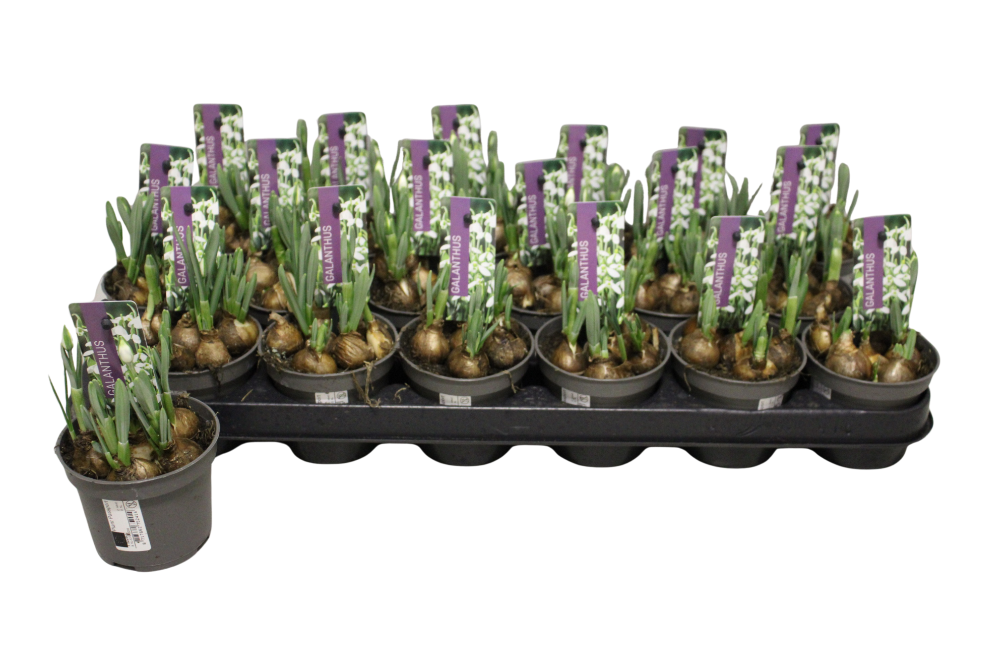 Galanthus Hippolyta P9, D 9