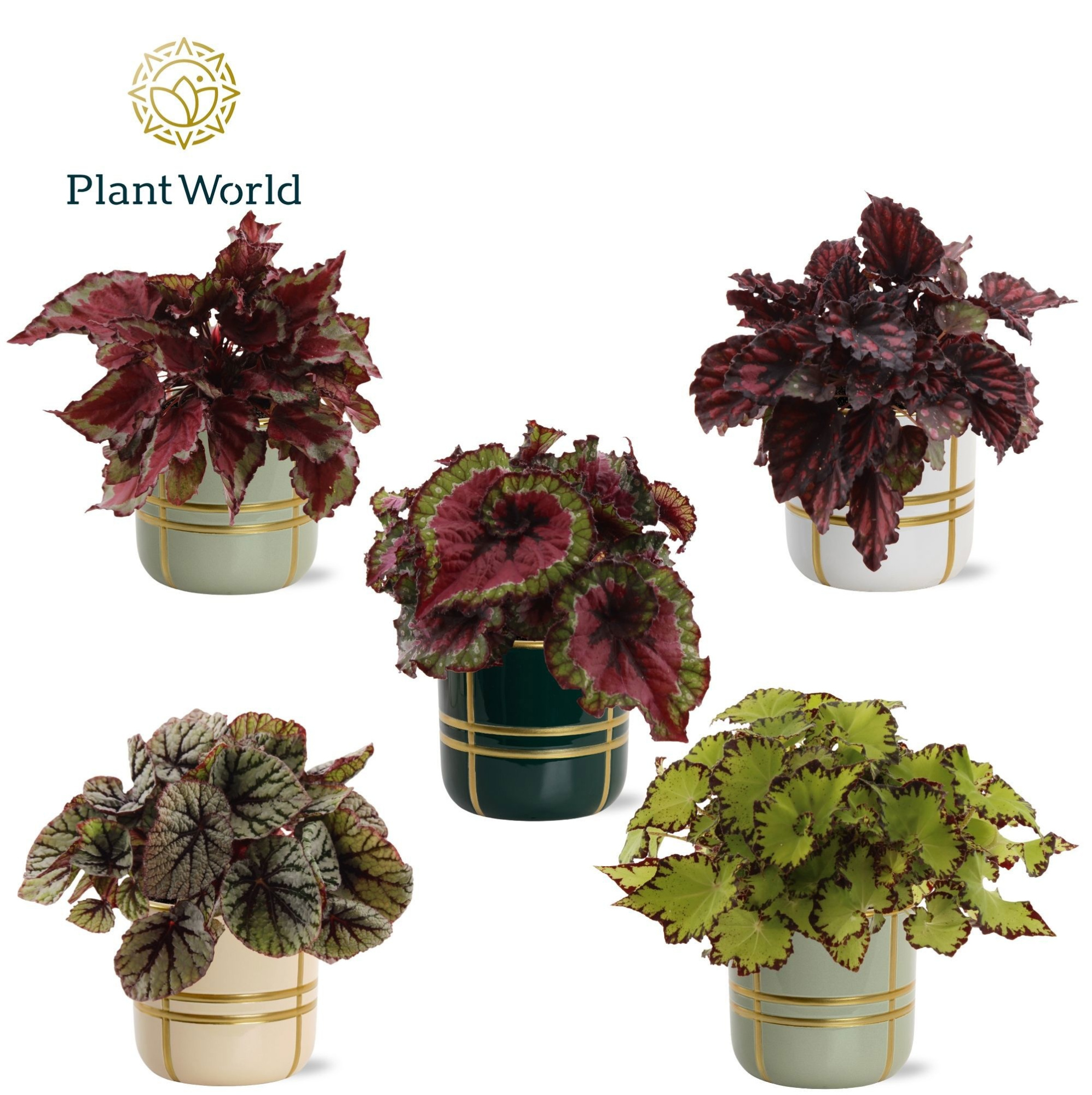 Begonia rex Magic Colours in pot Lauri, D 12