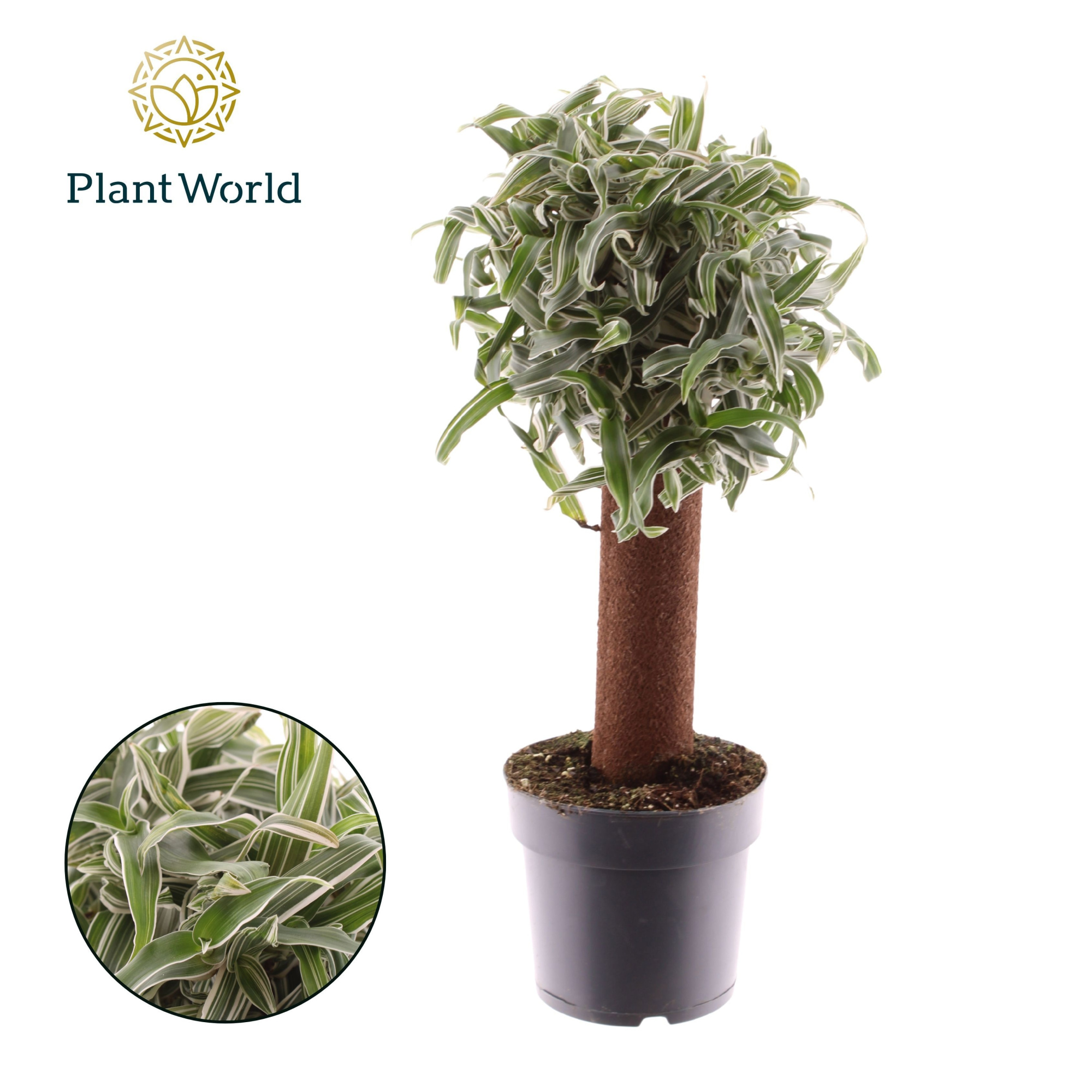 Murdannia Alba Aquilone op Kratitste Mosstok, D 17 cm