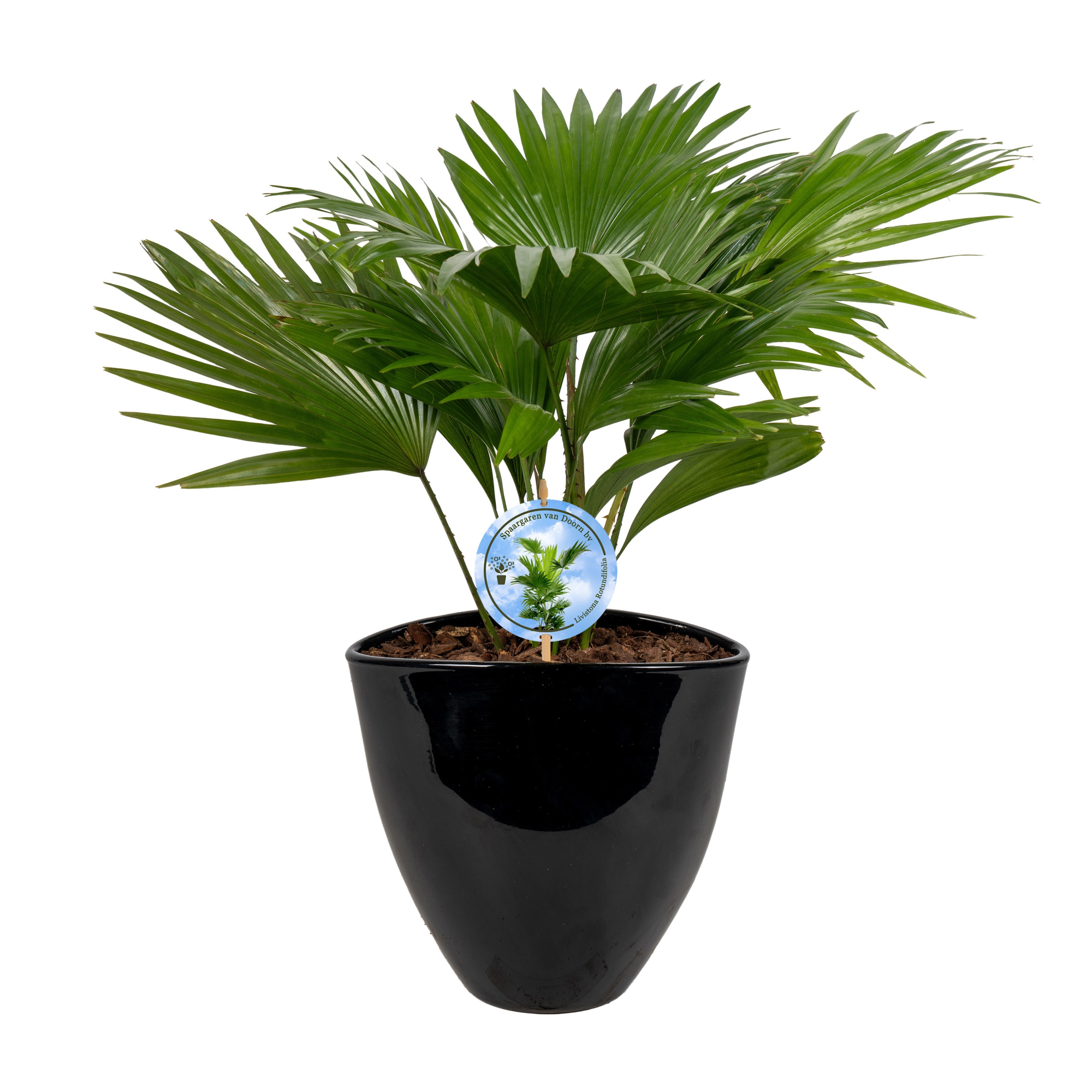 Livistona in avani black pot Disk etiket Lucht Zuiverend, D 22