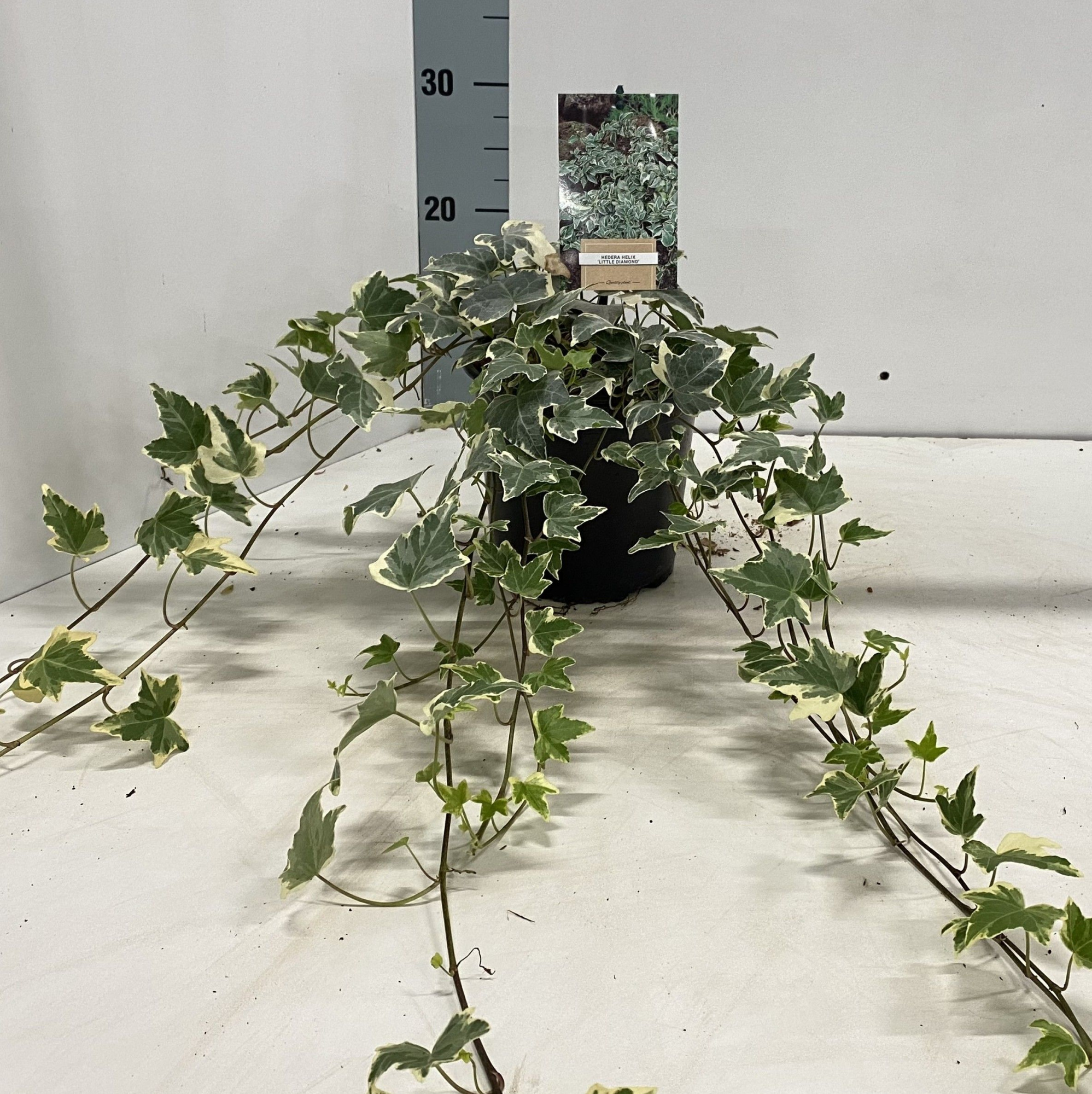 Hedera hel. ‘Little Diamond’, D 17 cm