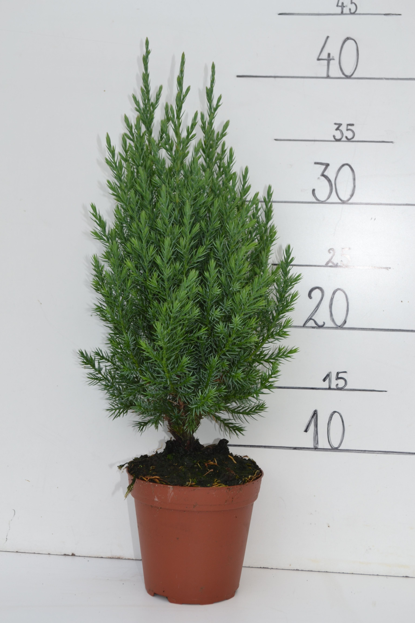 Juniperus chinensis 'Stricta', D 11 cm