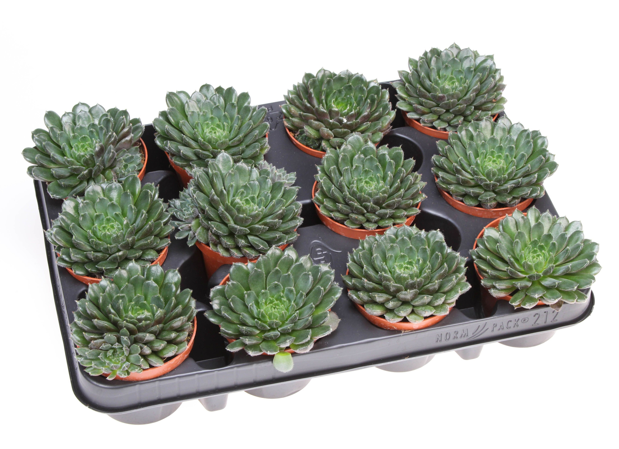 Echeveria scorpio, D 8,5 cm