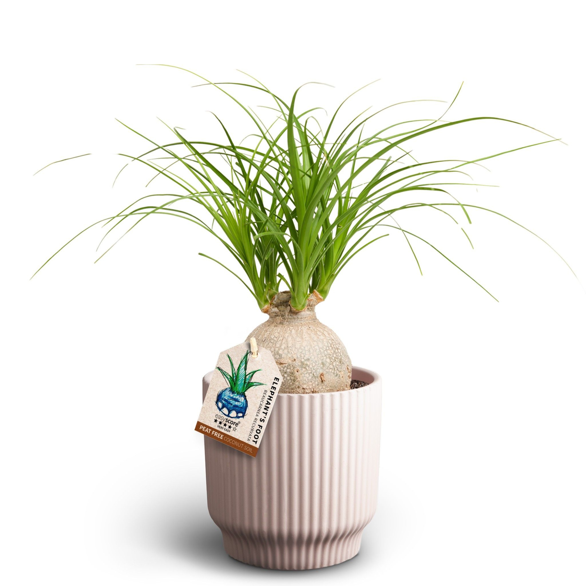 Nordic Lilac, Beaucarnea Nolina, D 12 cm