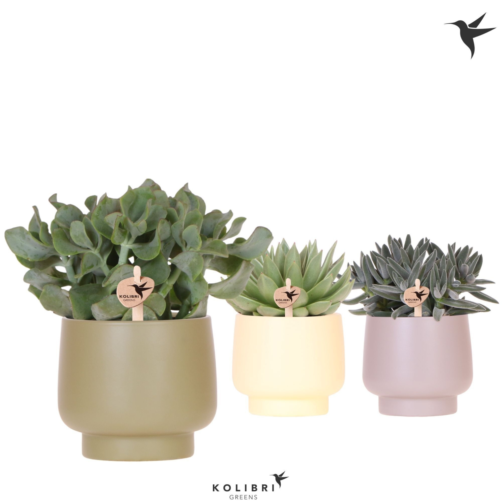 Kolibri Greens Succulenten mix in Scandic pot green mix, D 12 cm