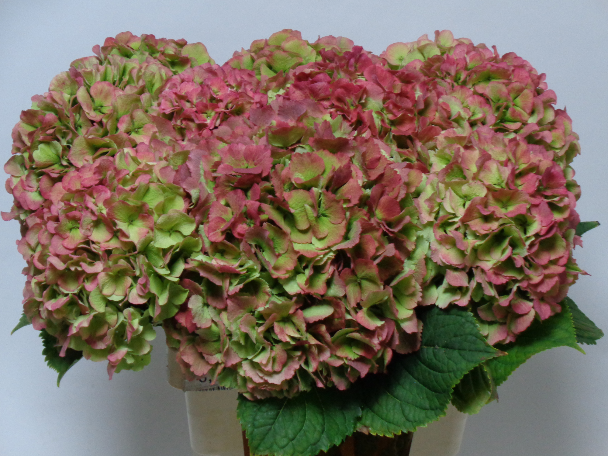 Гортензия Верена Классик 65, шт.