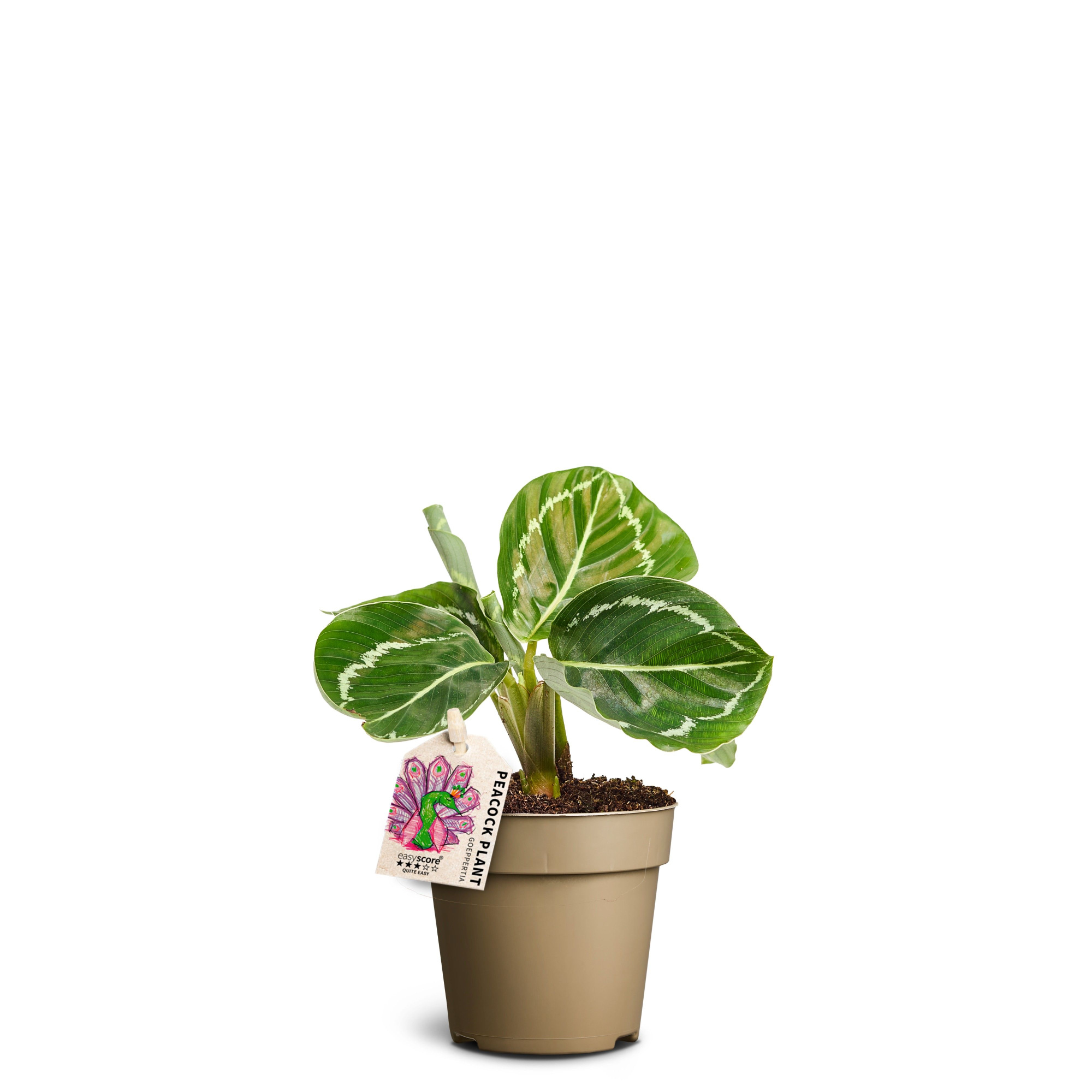 Calathea ´Green´, D 9 cm
