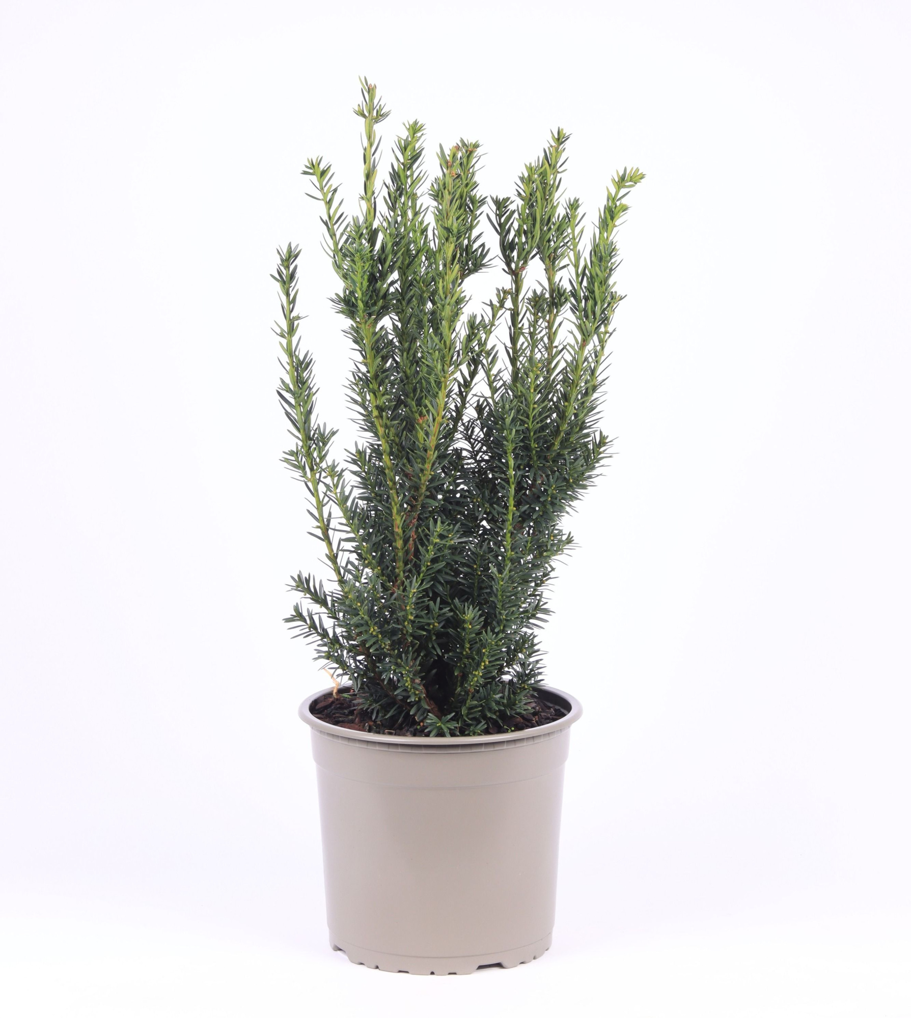 Taxus media 'Hillii', D 23 cm