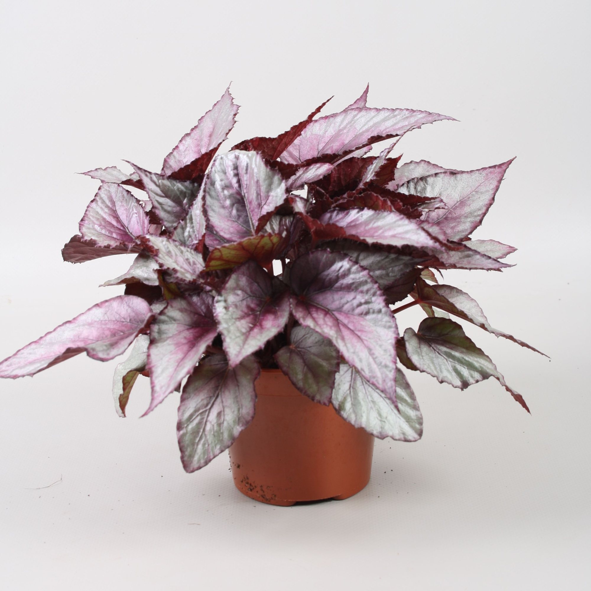 Begonia Beleaf Maori Haze, D 12