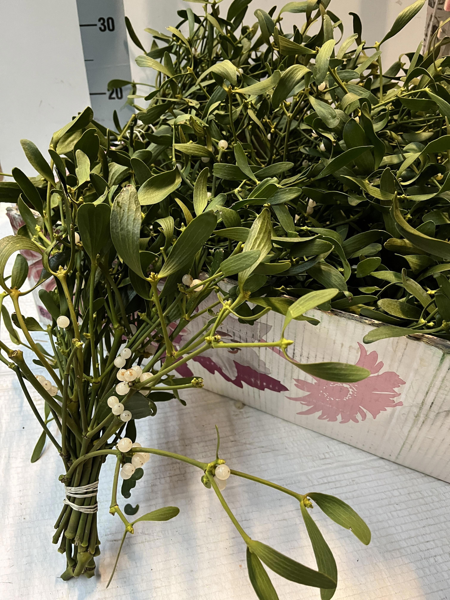 Вискум (Омела) Альбум за пучок, пуч.