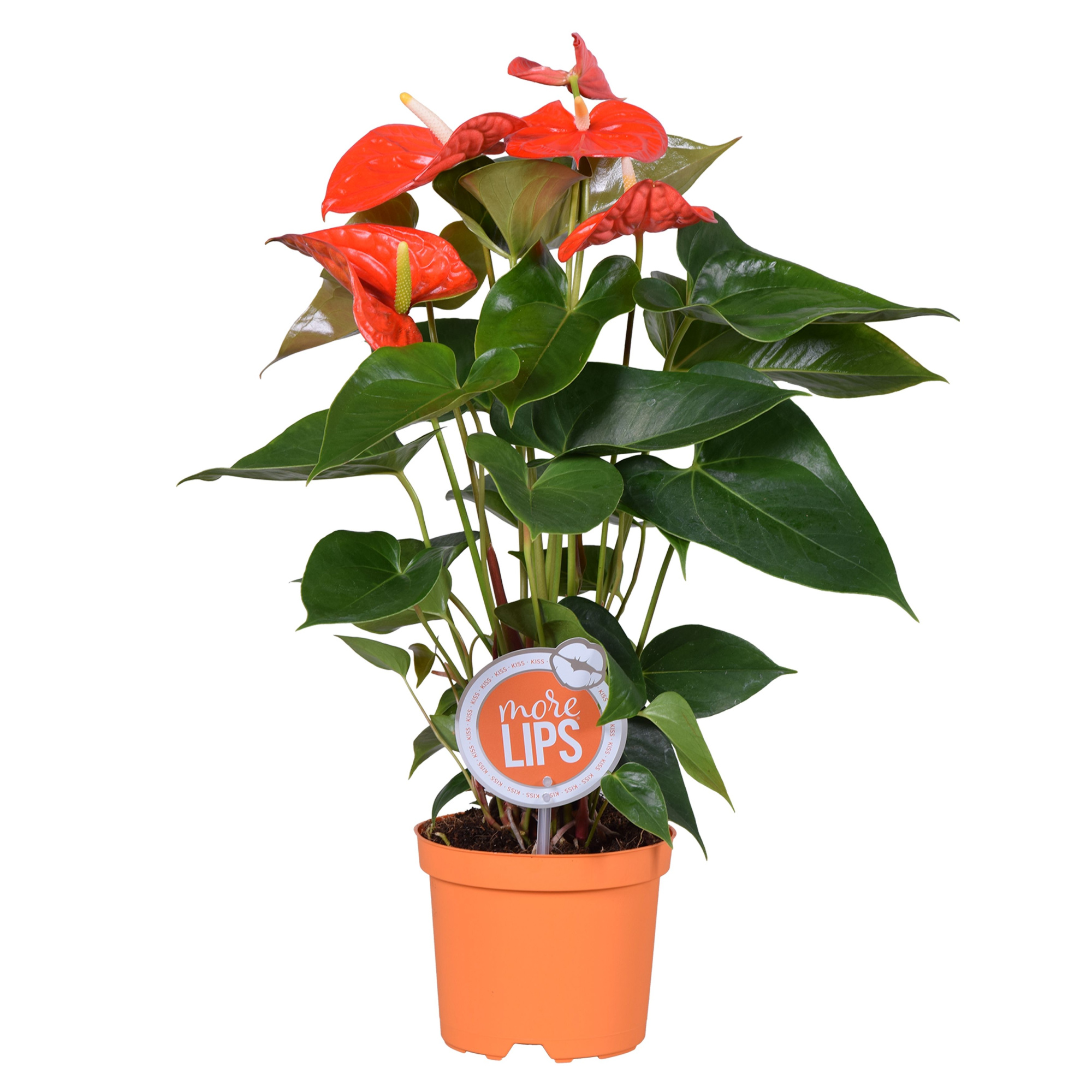 MoreLIPS® Anthurium Atlas, D 14