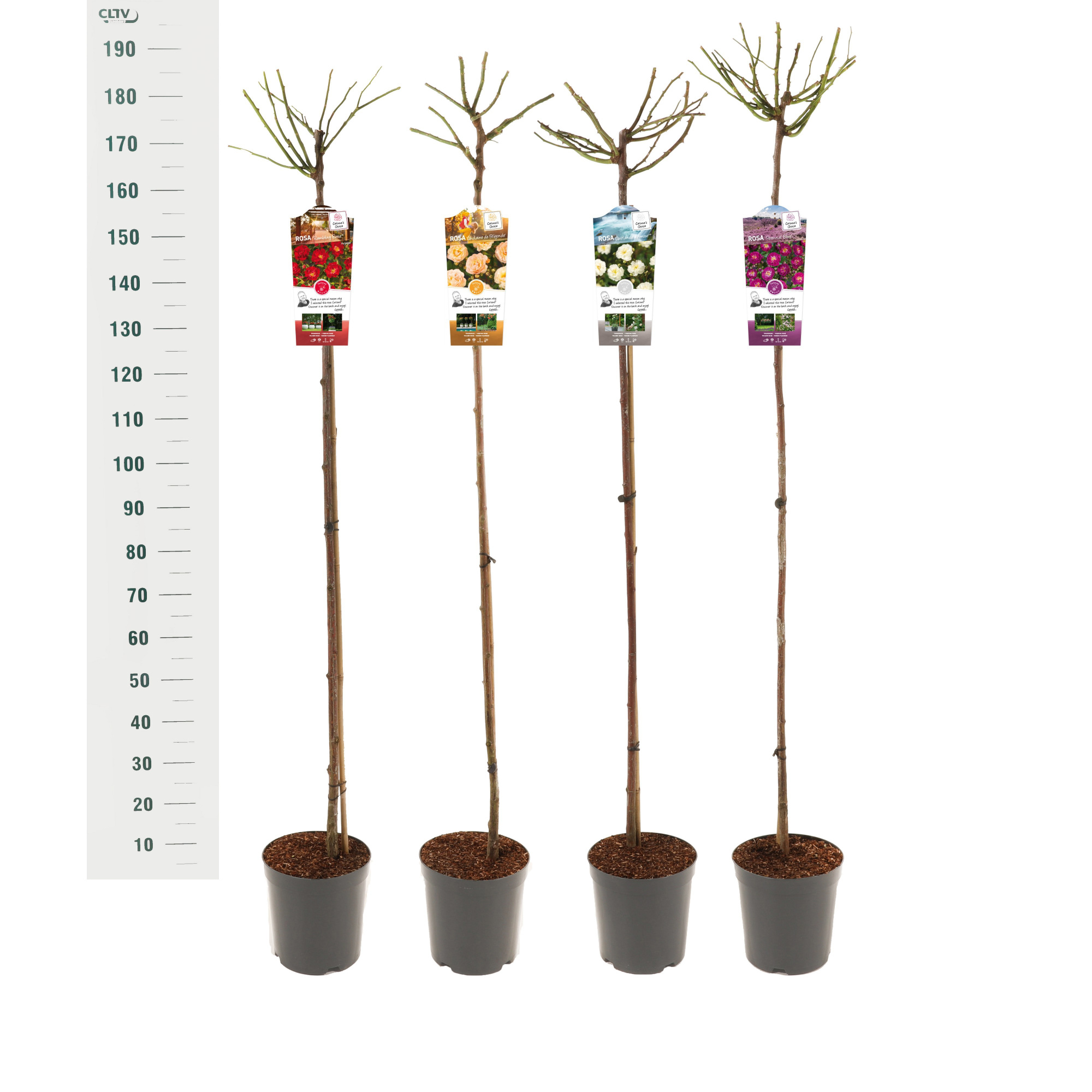 Rosa 'Mix' - 140 Stam - Exclusive Collection, D 24