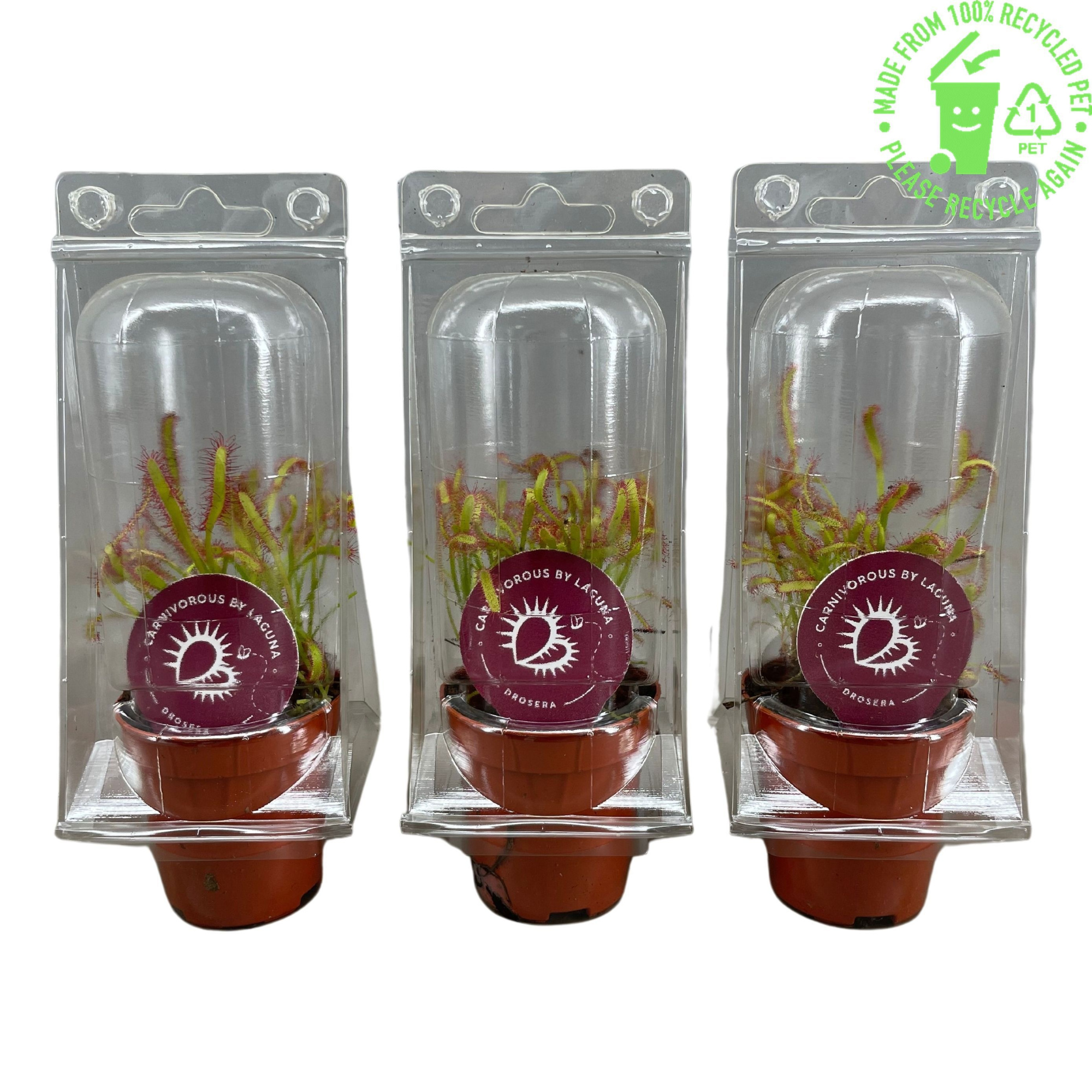 Drosera Capensis 5,5 cm in transparante blister, D 5,5