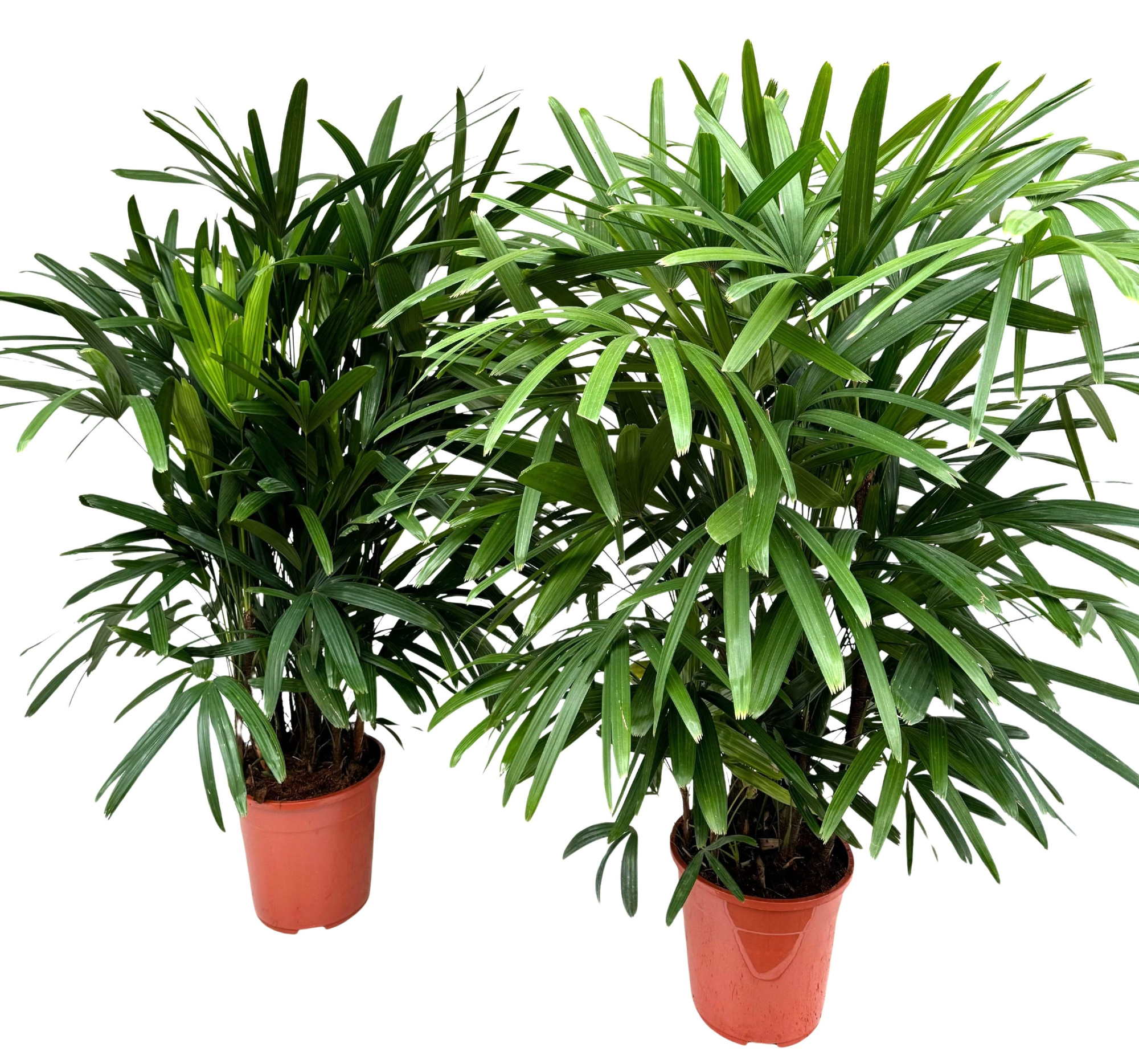 Rhapis excelsa P21, D 21