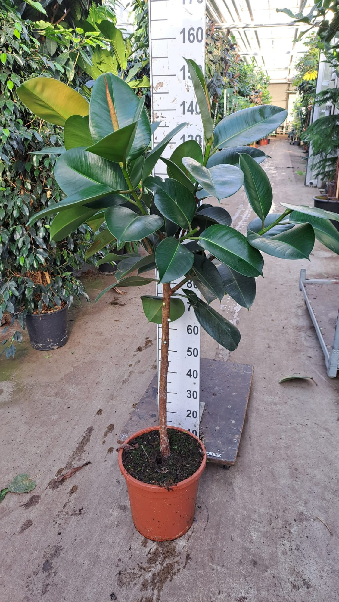 Robusta stam 150, D 30