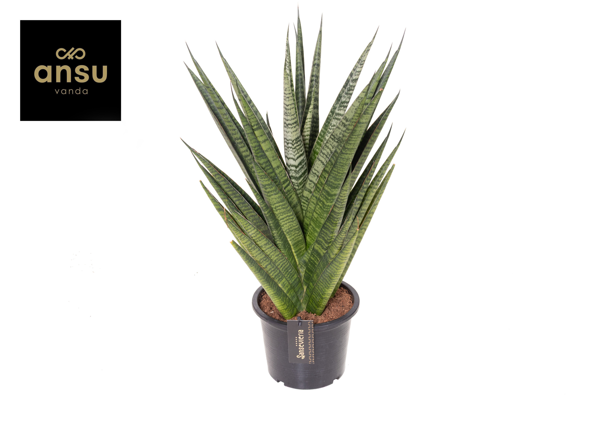 Sansevieria Comet Queen Marble, D 15