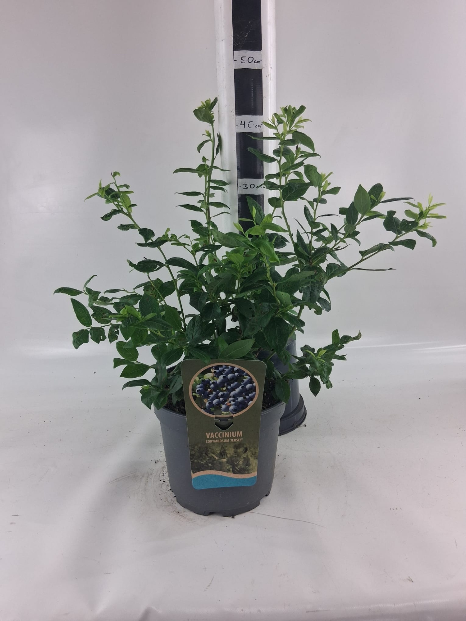 Vaccinium cor. 'Jersey', D 23