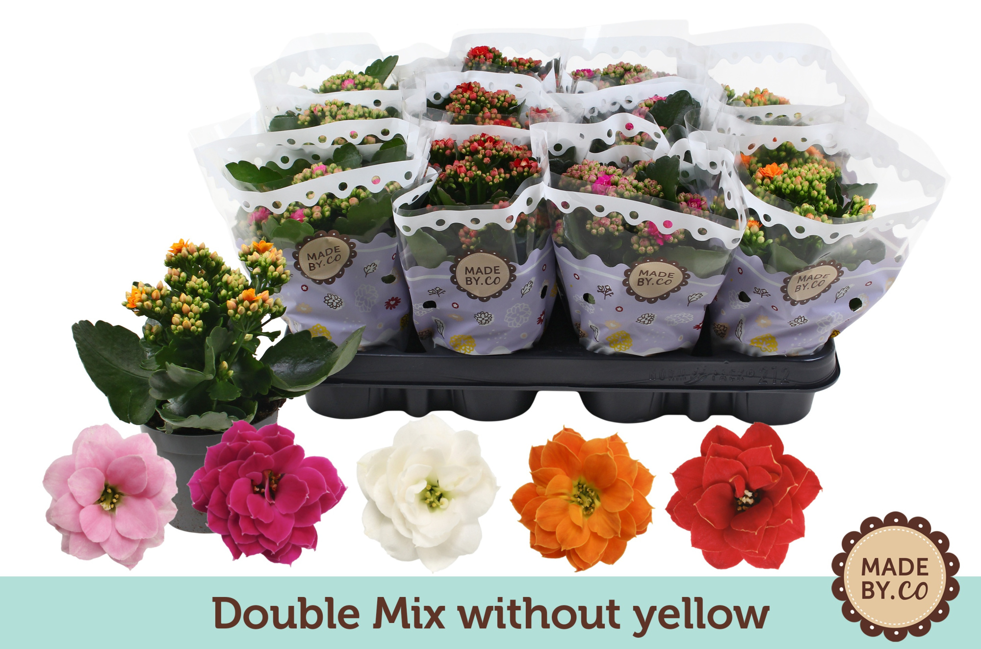 Kalanchoë Double Mix without yellow, D 9 cm