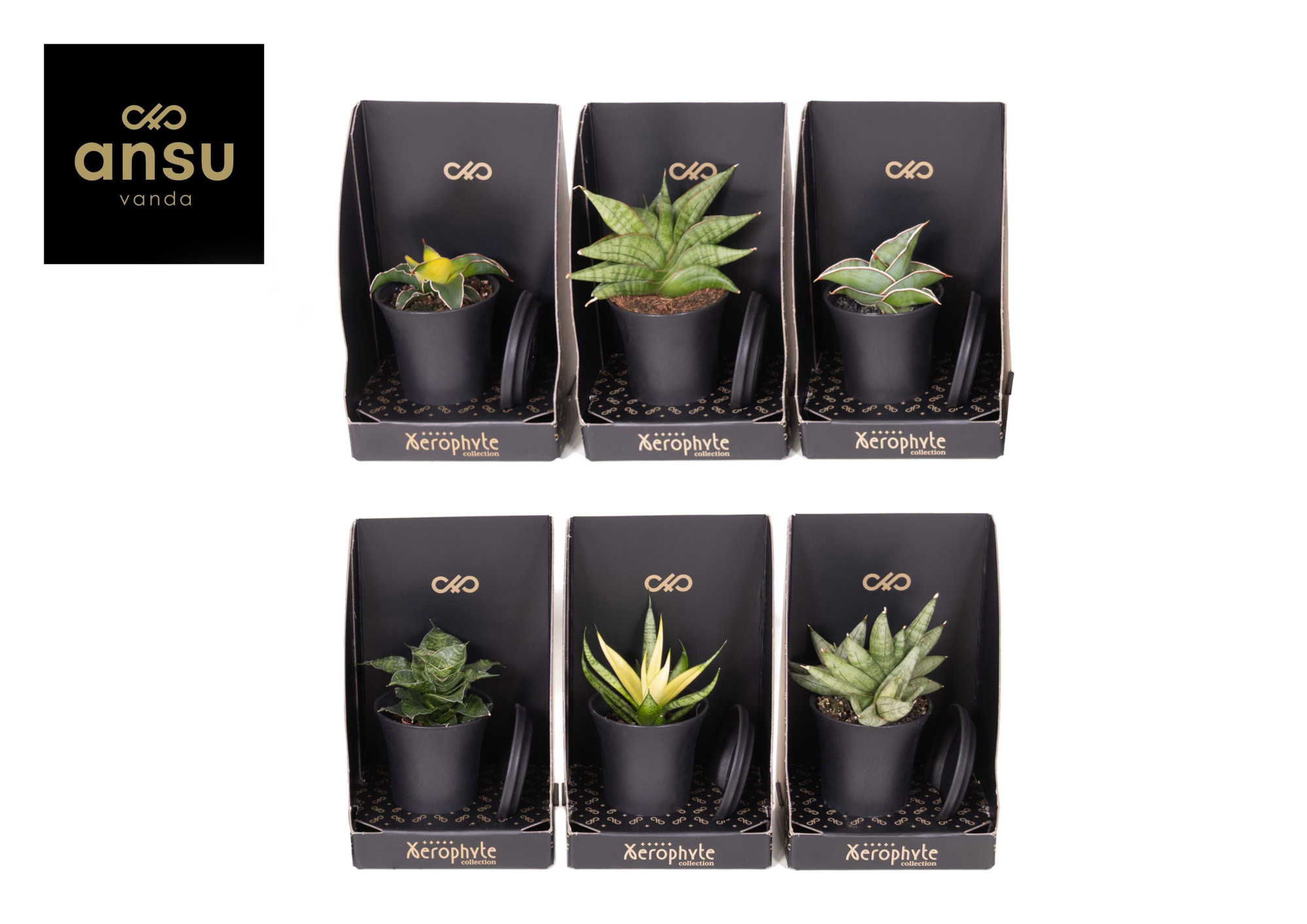 Xerophyte Collection - Sansevieria Mix, D 7,5