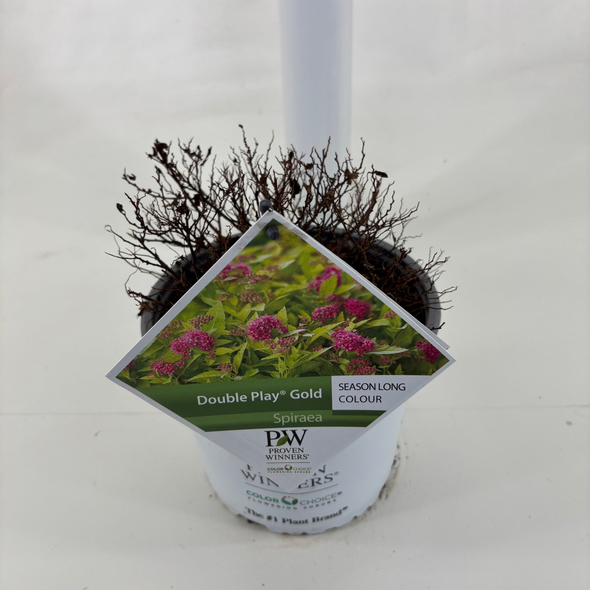 Spiraea Double Play ® Gold, D 19