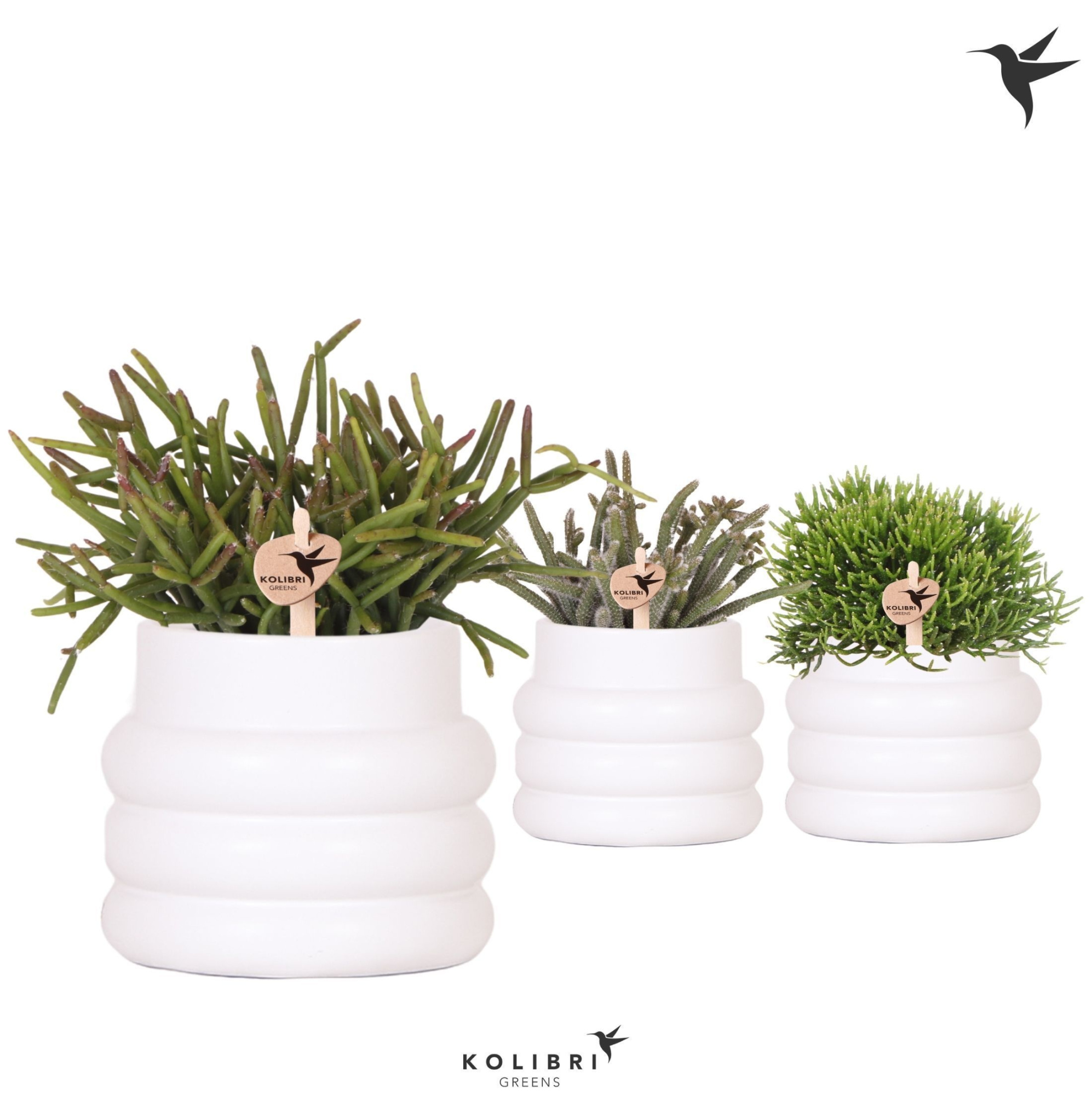 Kolibri Greens Rhipsalis mix in Bubble pot white, D 9 cm