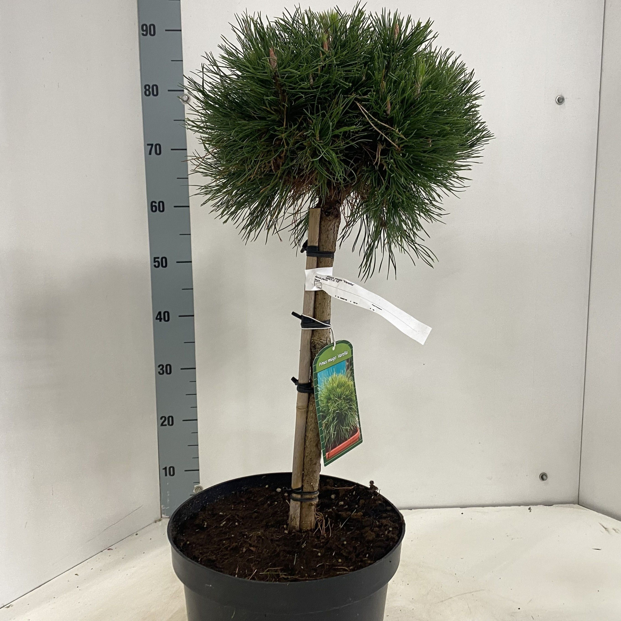 Pinus mugo 'Varella' -- stam 40 cm, D 29 cm