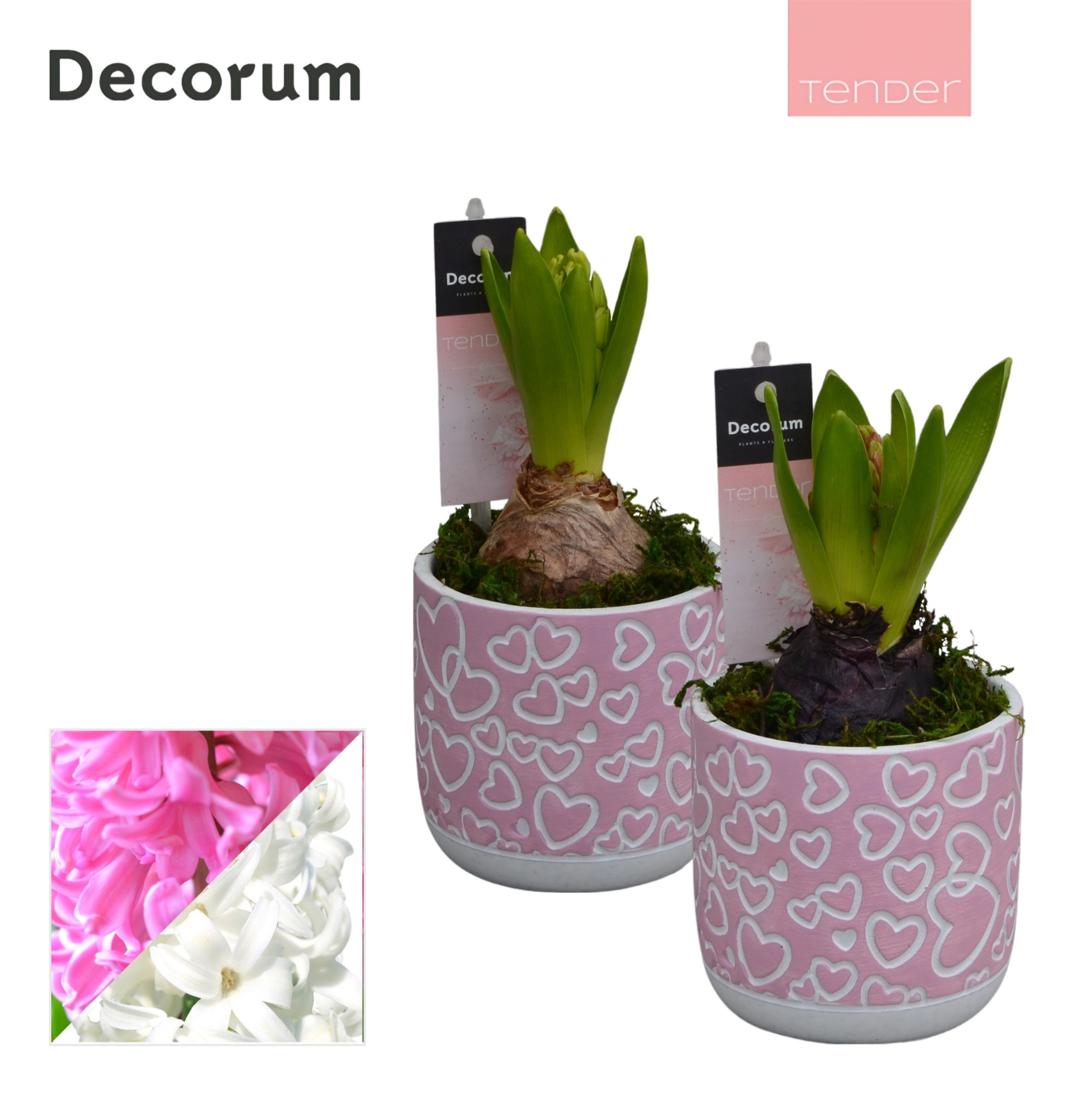 Hyacint Thousend Hearts HL11504 [TENDER], D 8