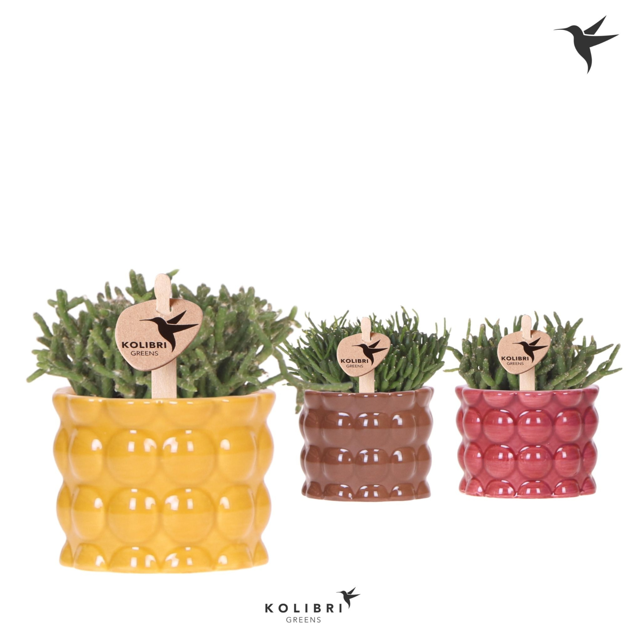 Kolibri Greens Rhipsalis mix in Cotton pot yellow mix, D 6 cm