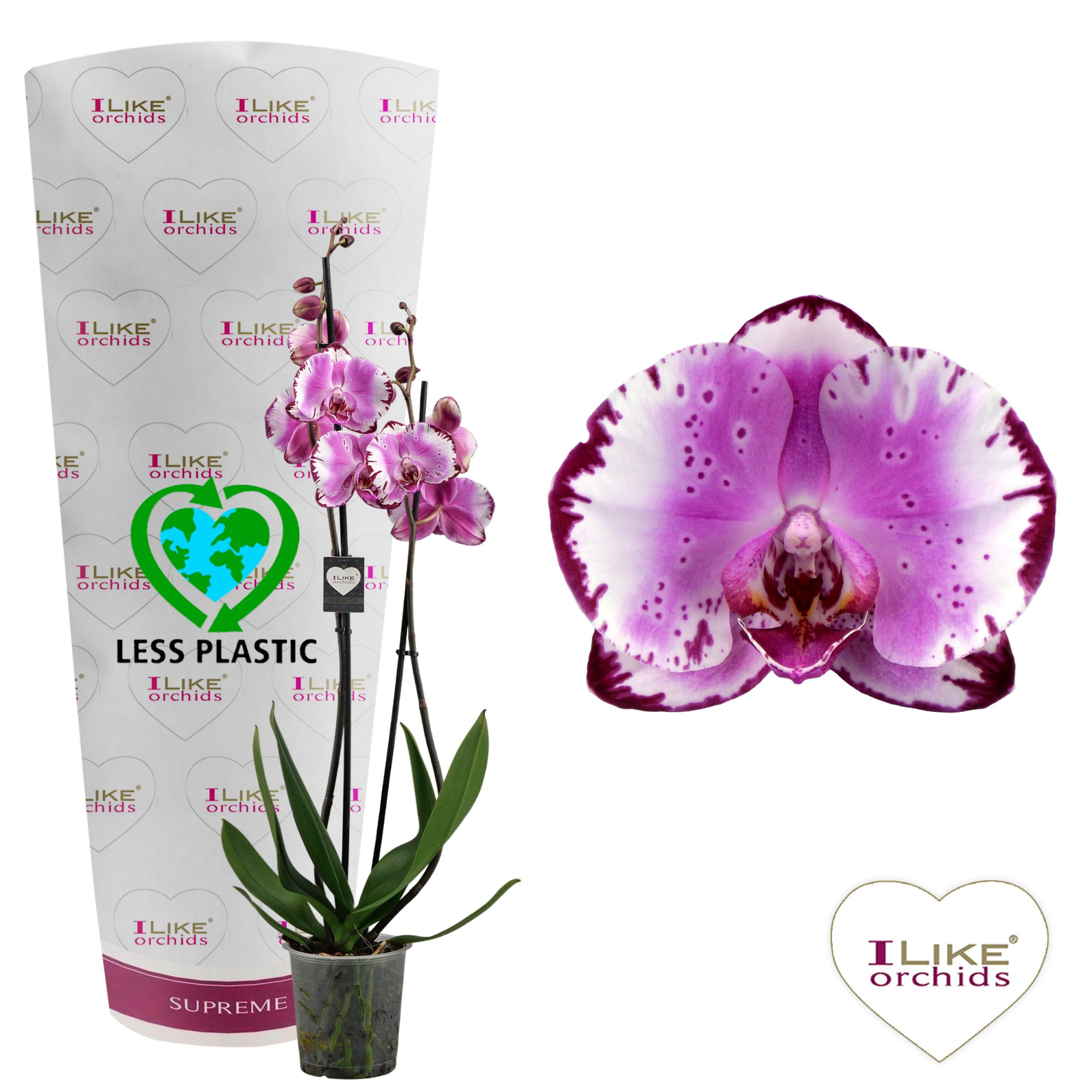 Phalaenopsis Brother You - 2 tak 60cm (Less Plastic), D 12