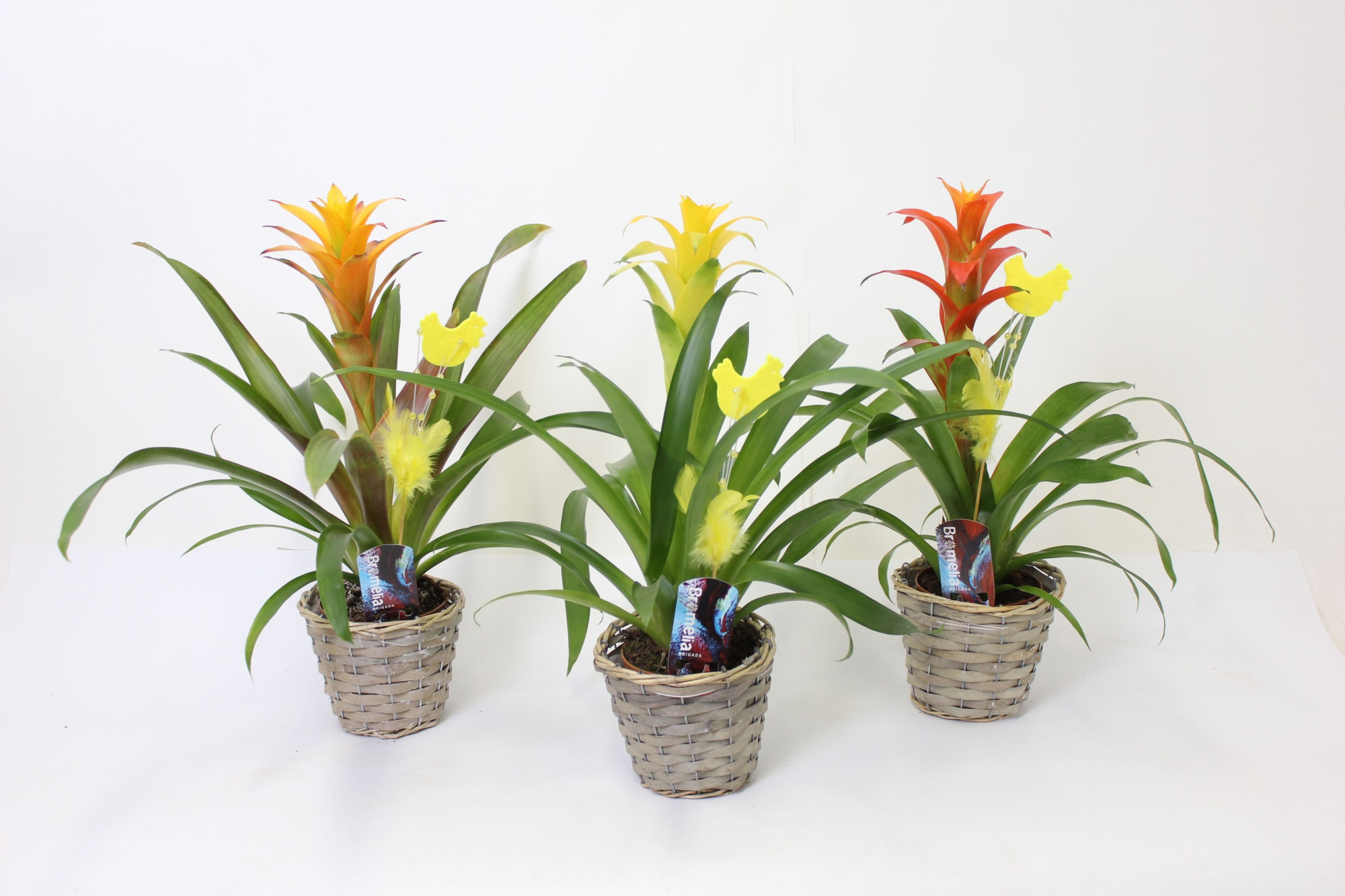 Guzmania Easter Reed Chicken Basket, D 12 cm
